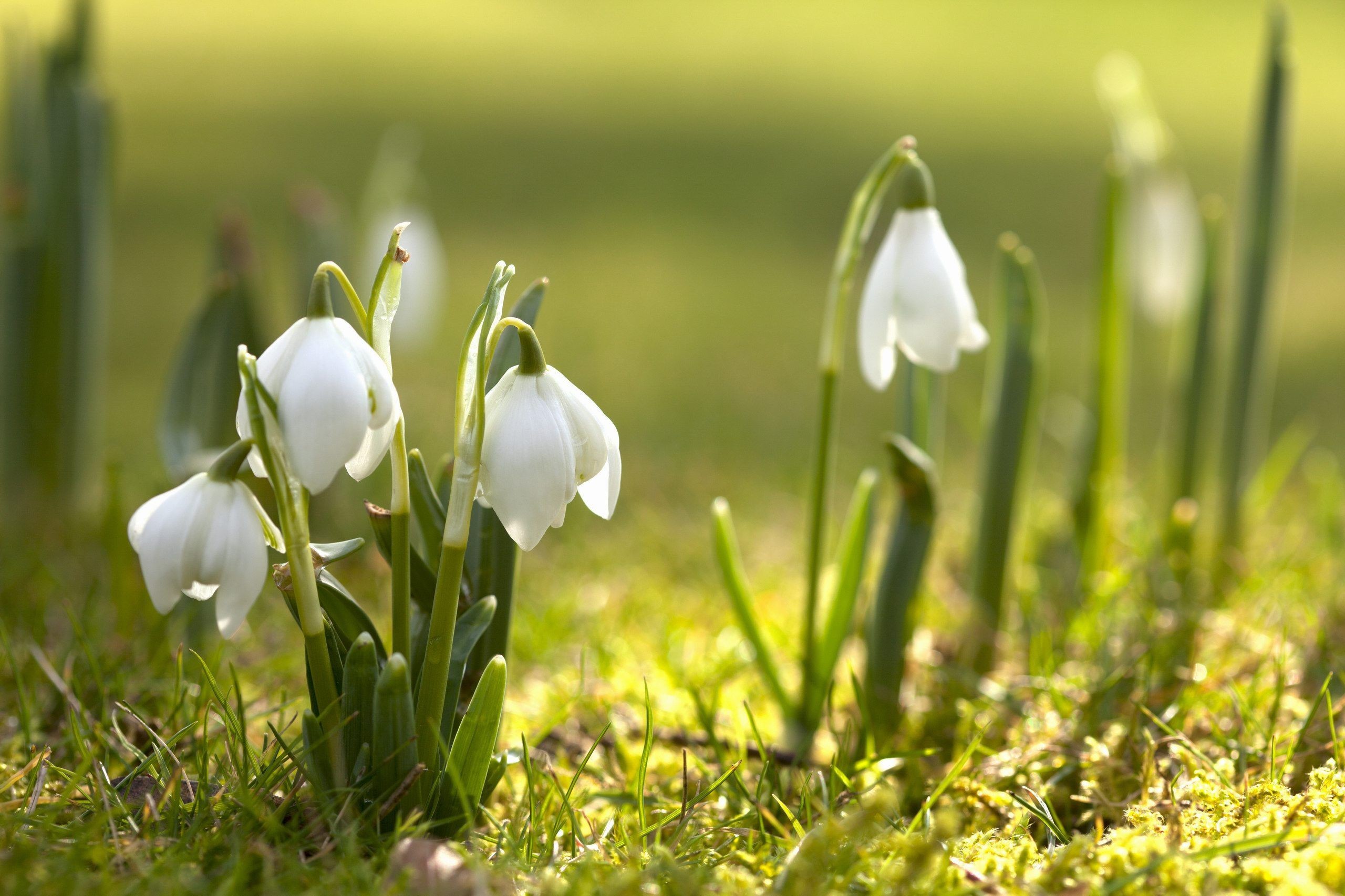 2560x1706 Free Spring Wallpapers For Desktop - Wallpaper Cave