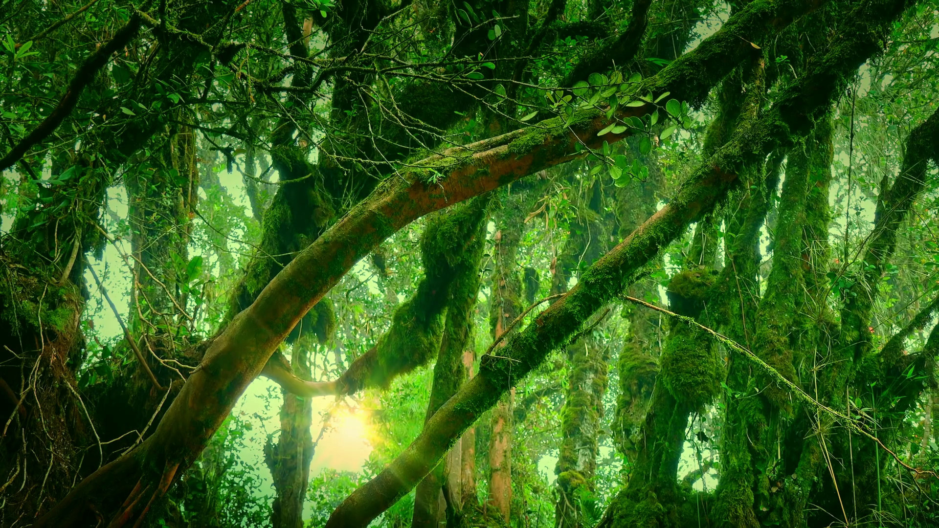 1920x1080 Enchanted forest illuminated by sunlight. Dense thicket of mysterious  exotic jungle lit by sunshine. Camera zooms out. Stock Video Footage -  VideoBlocks