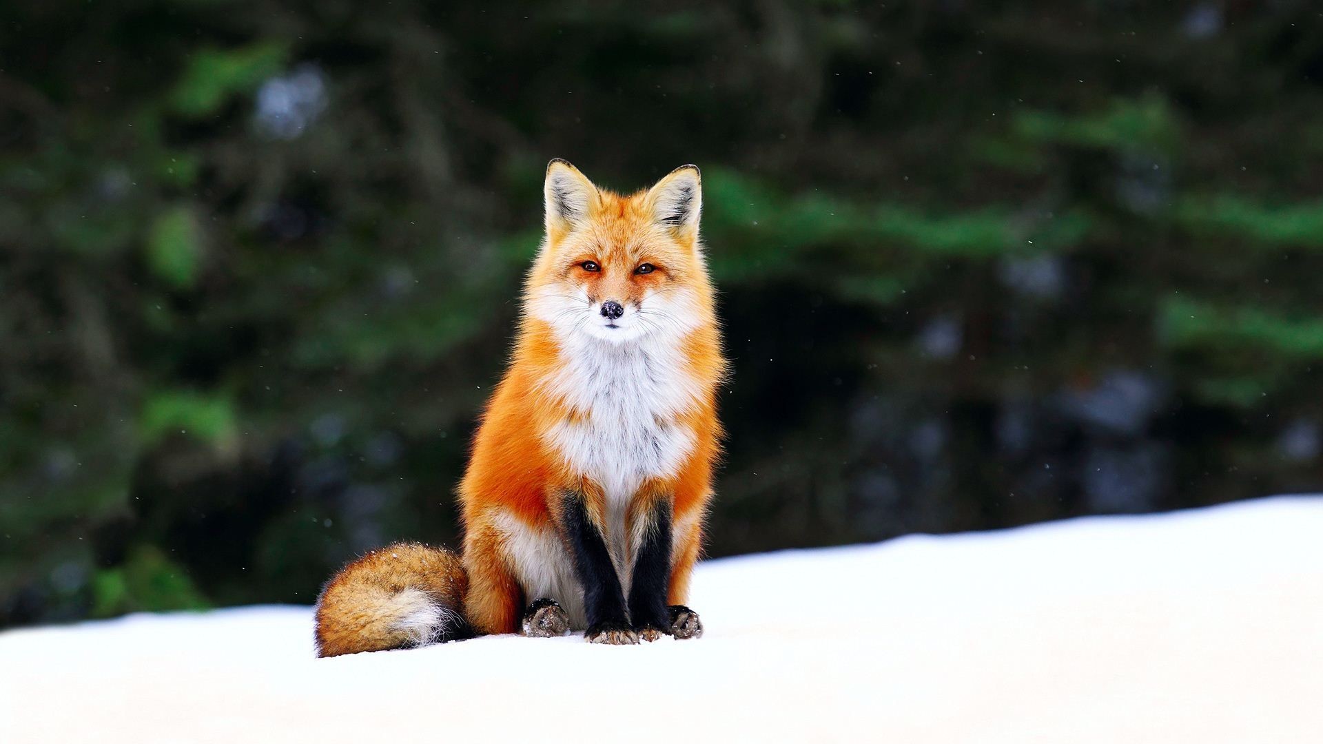 1920x1080 Desktop cute images of foxes download