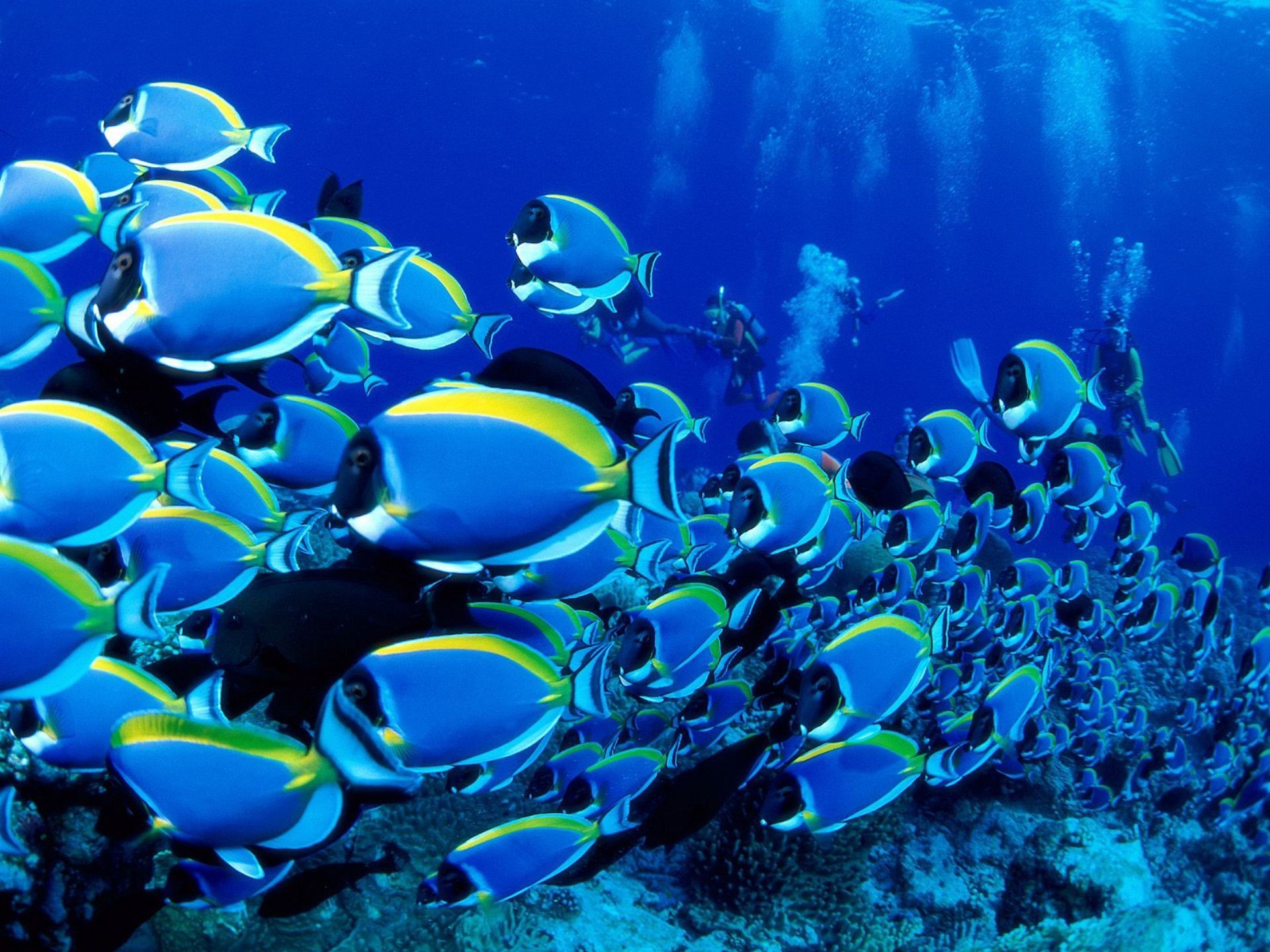 1920x1440  Tropical Fish Backgrounds - HD Wallpapers