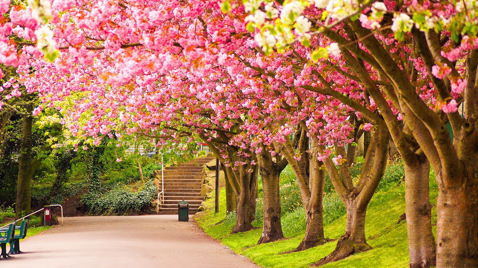 1920x1080 10 HD Nature Wallpapers with 1920Ã1080 Pixels 2 pink blossoms