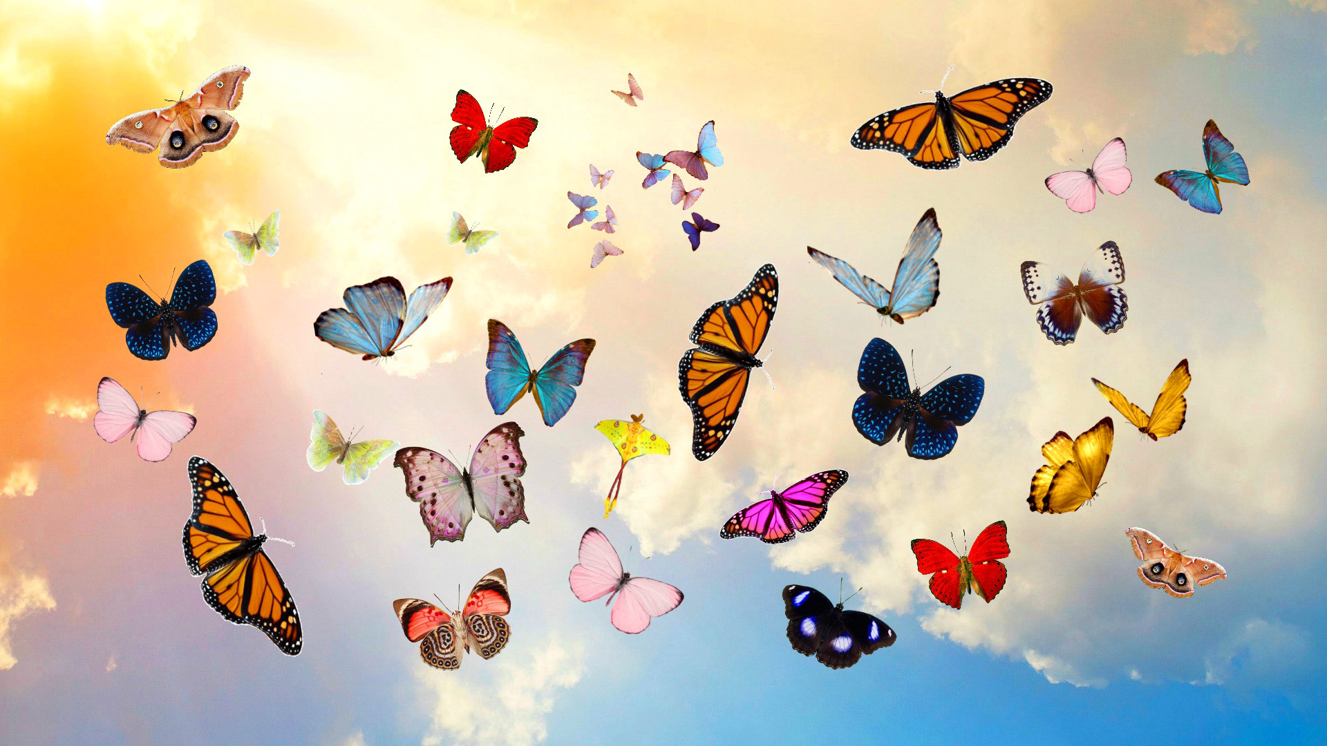 1920x1080 Preview wallpaper butterfly, sky, collage, photoshop 