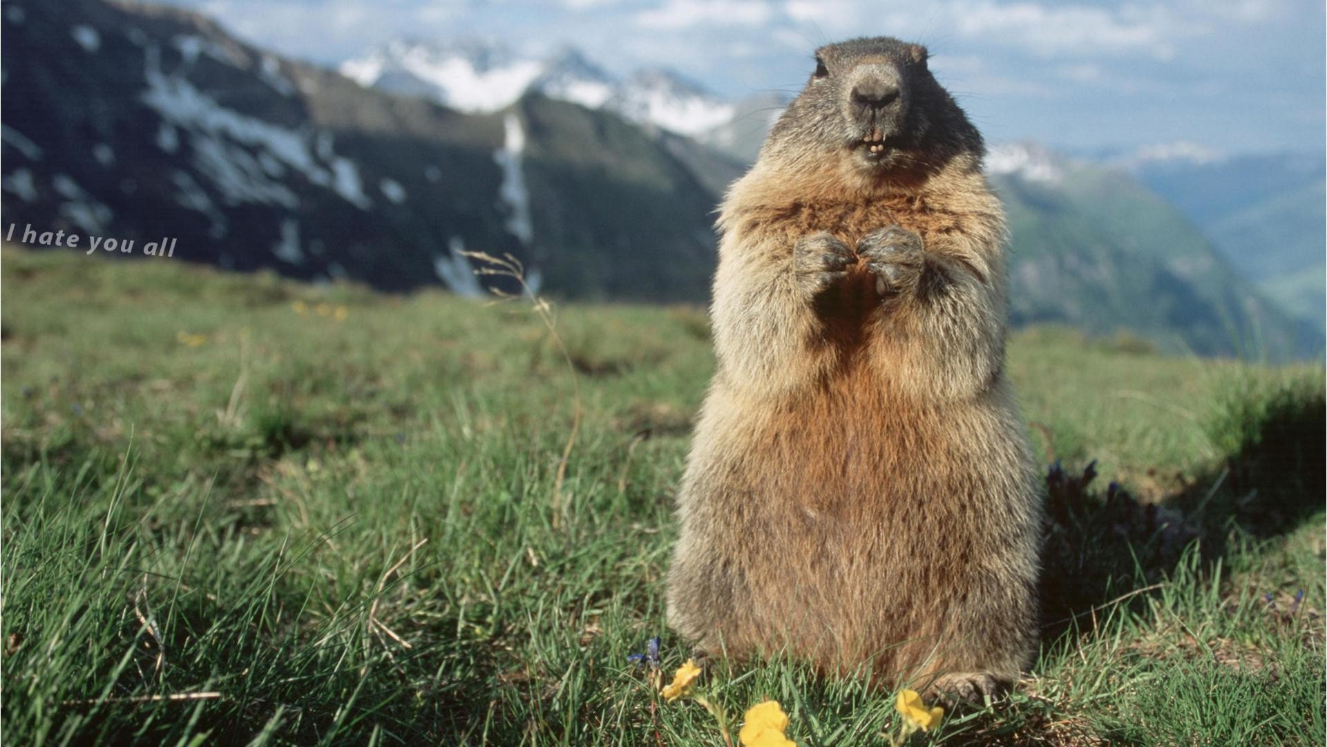 1921x1081 Download Wallpaper 1920x1080 Groundhog, Marmot, Forest, Stand .