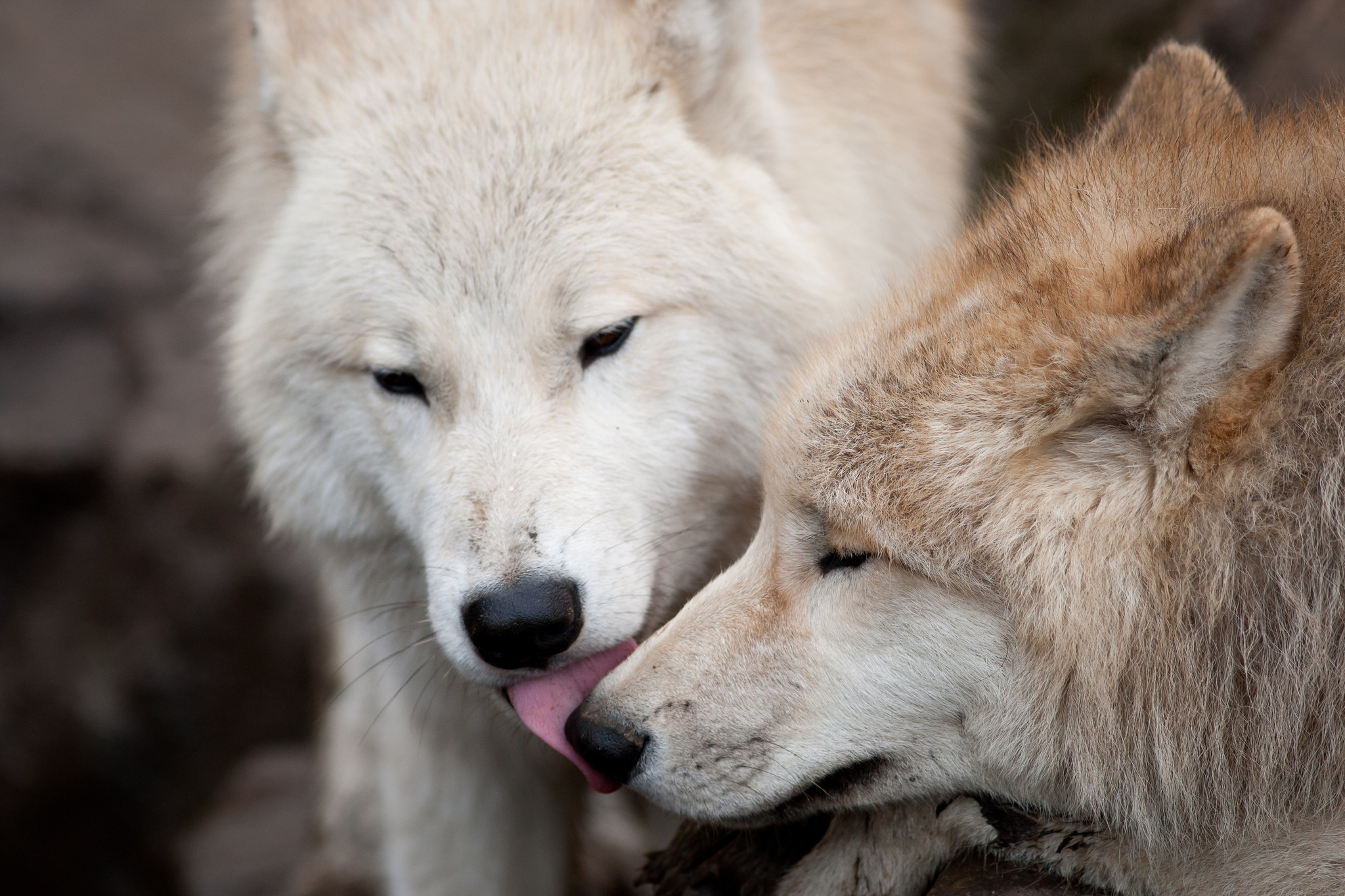 2048x1365 back to Wolf Facts and Information | Wolf Wallpapers HD Next Image .