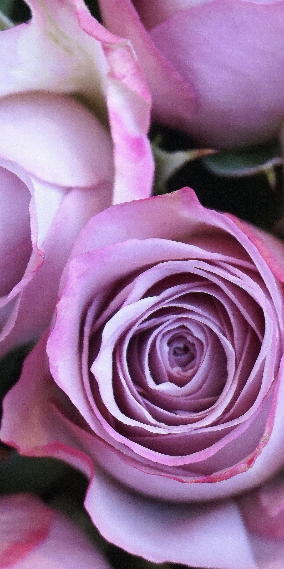 1080x2160 Purple rose, fresh, flowers,  wallpaper