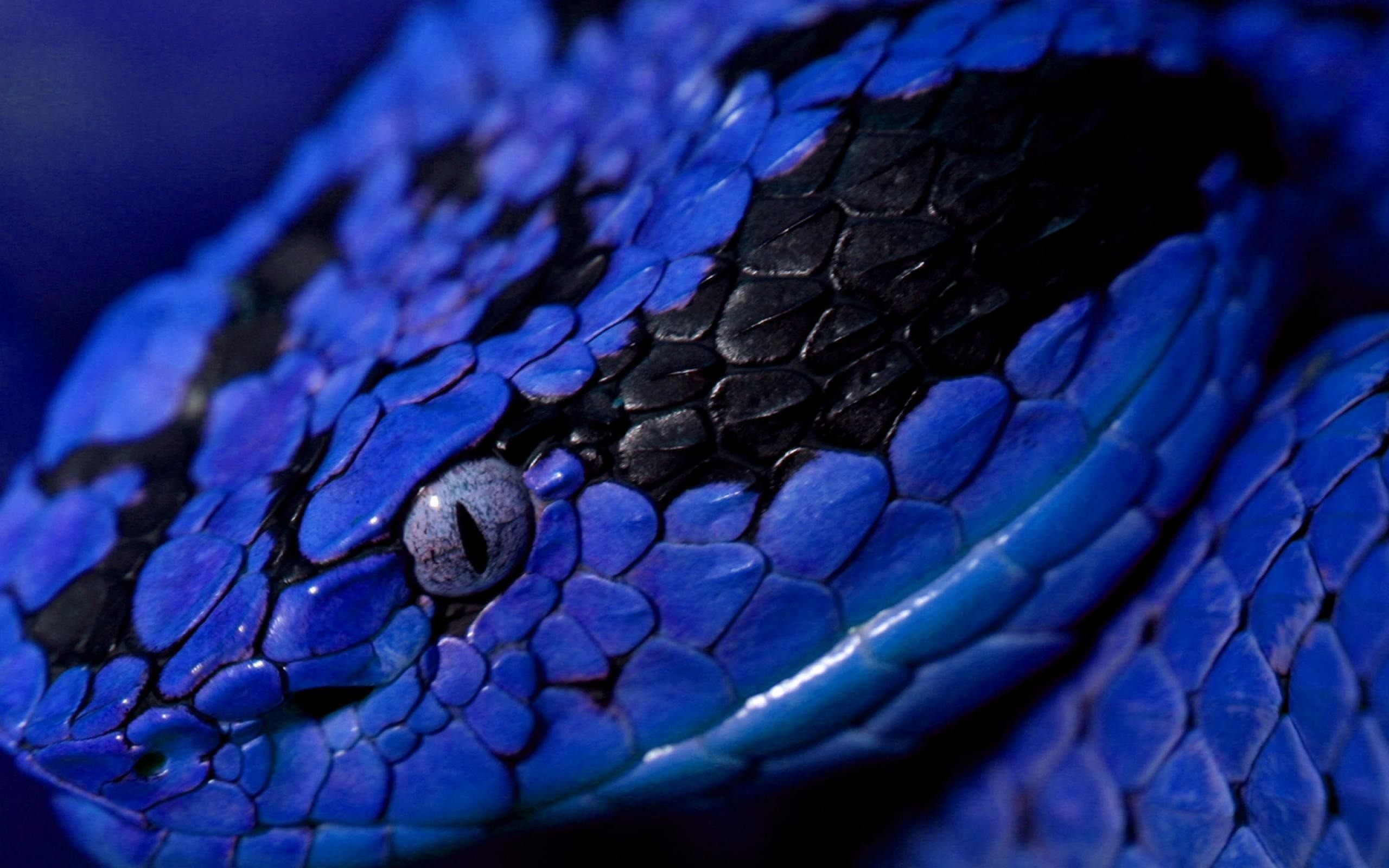 2560x1600 Wallpaper Download  - Photo Wallpaper - Animal blue snake