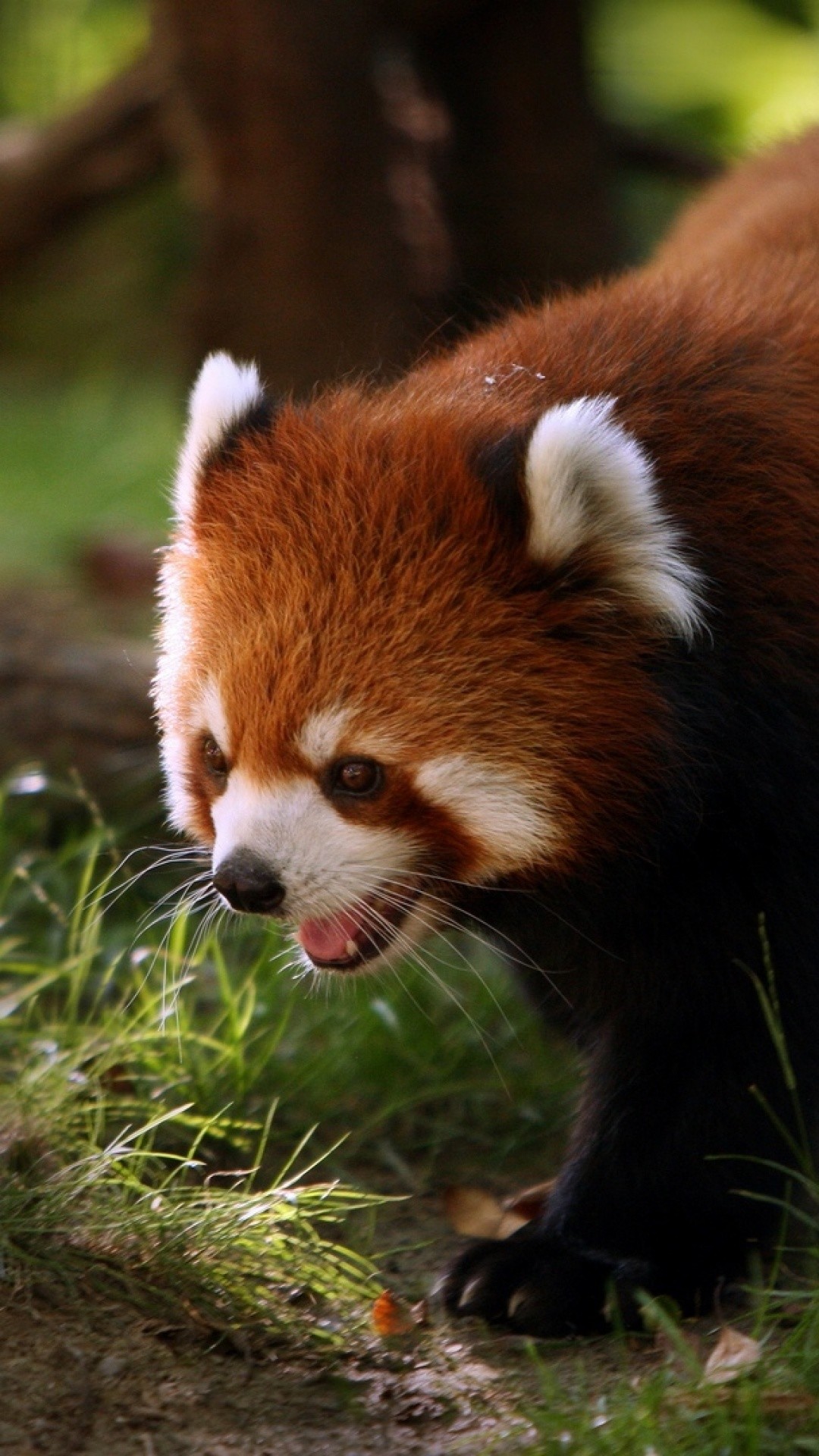 1080x1920 red panda firefox forest animal cute