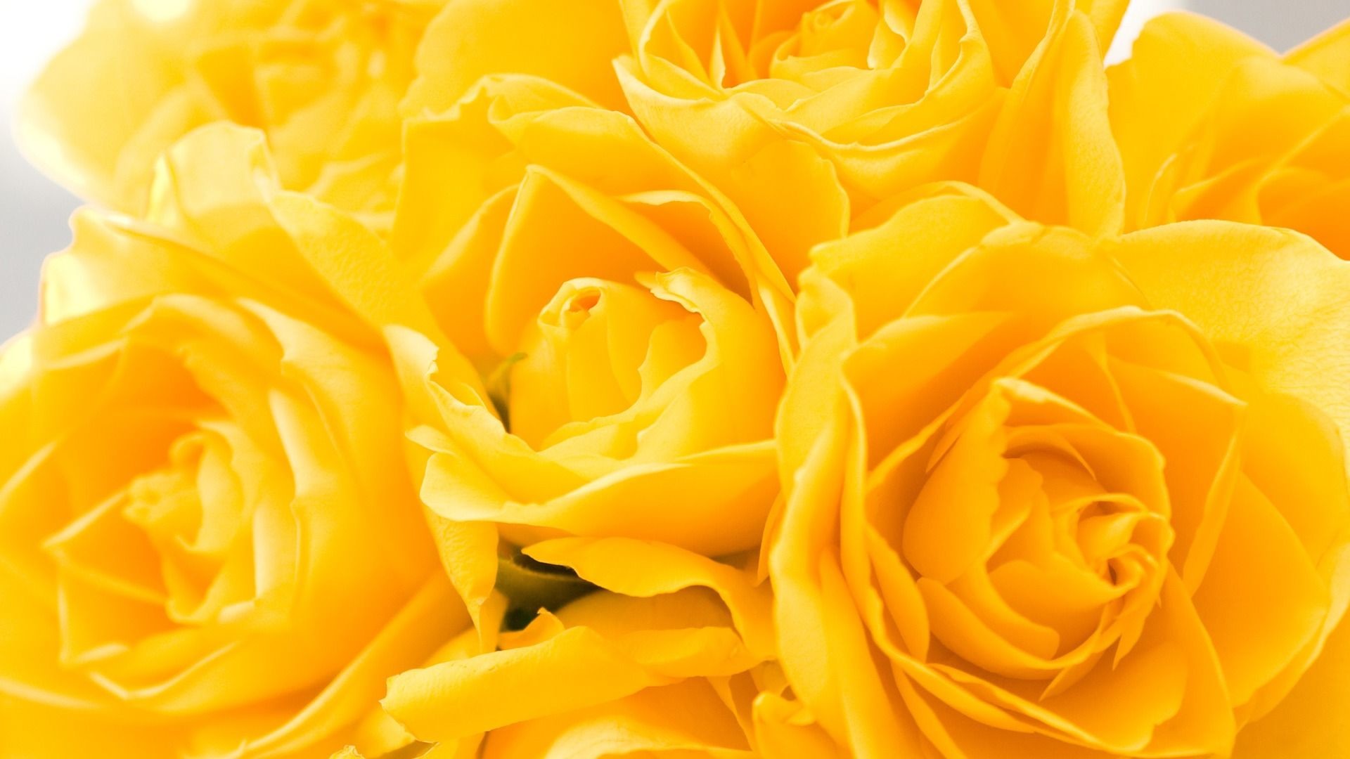 1920x1080 yellow roses | Yellow Roses 1920 x 1080 Wallpaper