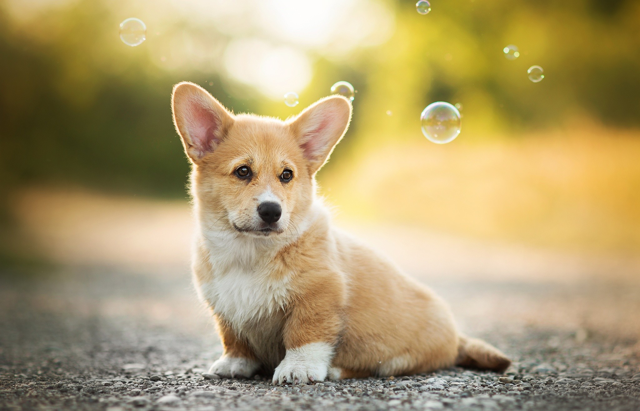 2048x1316 Corgi Dog Pet Â· HD Wallpaper | Background Image ID:869685