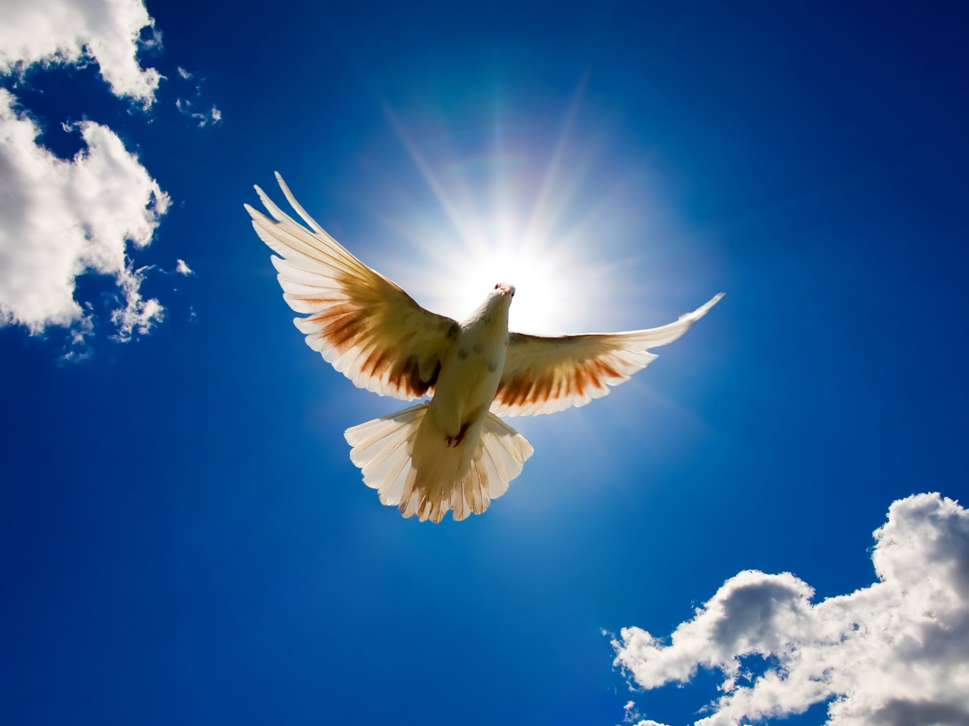 1920x1440 The Dove, a symbol of The Holy Spirit