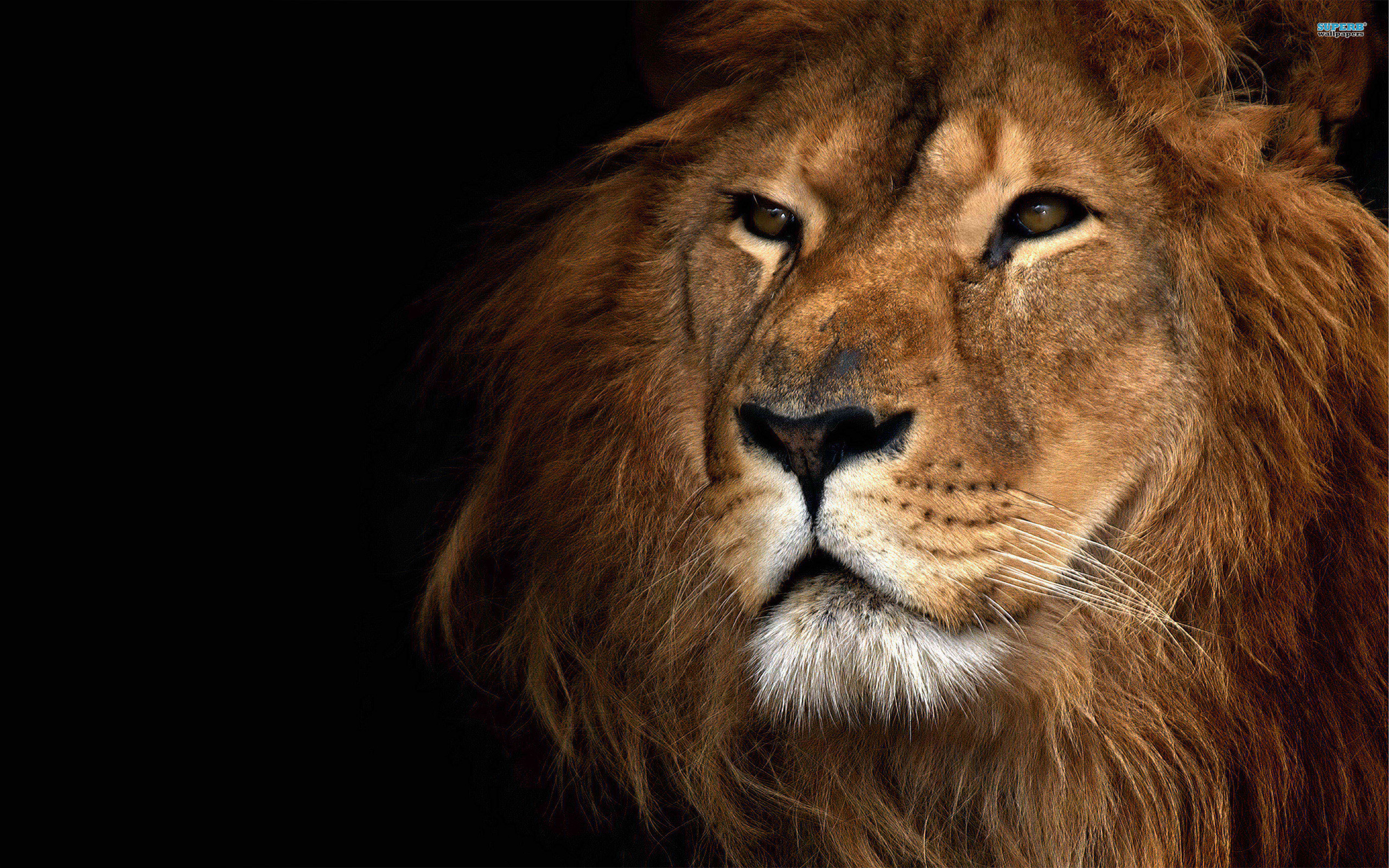 2560x1600 Lion Wallpaper
