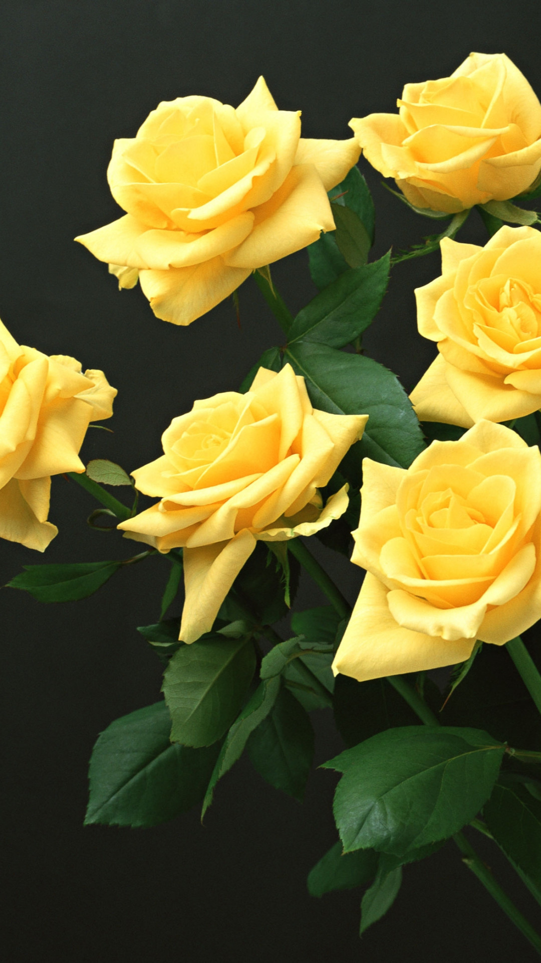 1080x1920  Wallpaper yellow, roses, black background, flowers