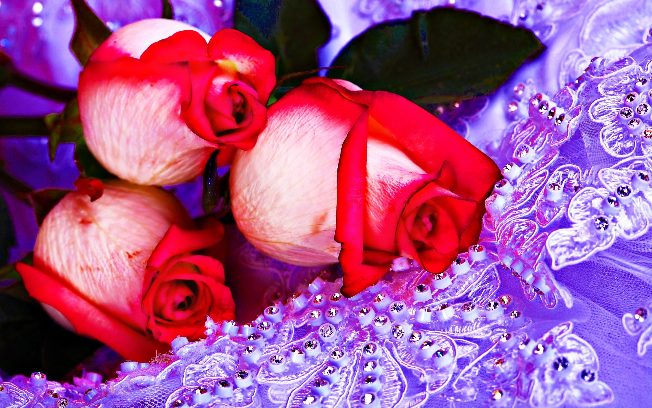 2560x1600 Amazing Flowers Wallpapers For Whats app