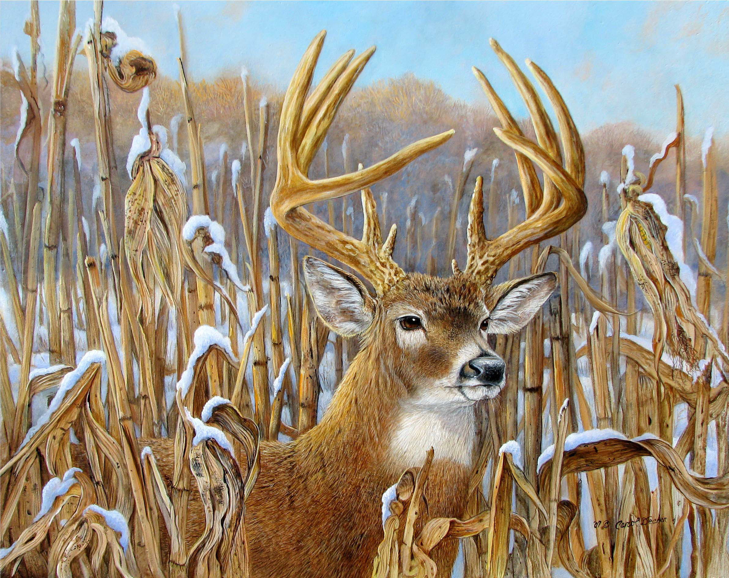 2383x1889 Whitetail Deer Wallpaper