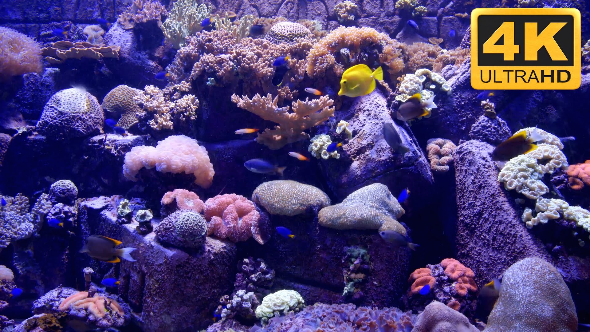 1920x1080 ... 4K Aquarium Screensaver and TV Wallpaper ***** - YouTube