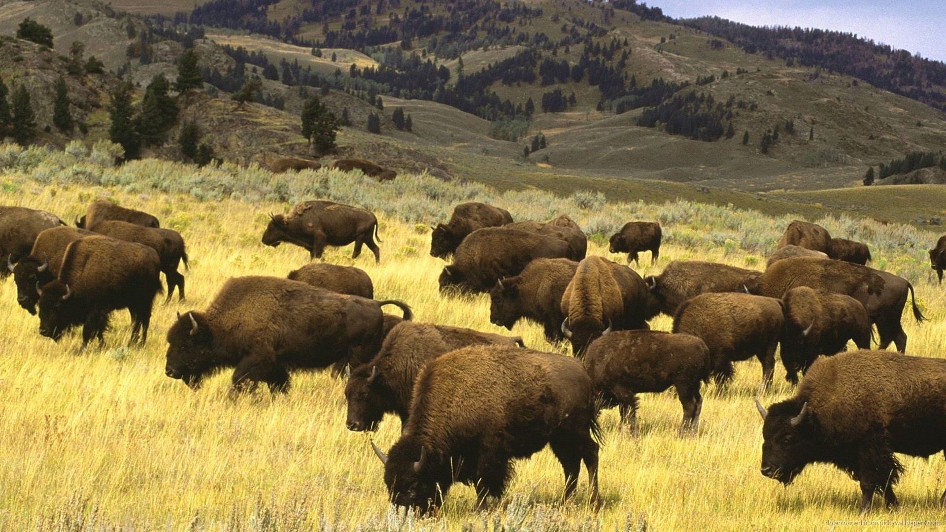 1920x1080 Bison Herd Desktop Wallpaper picture