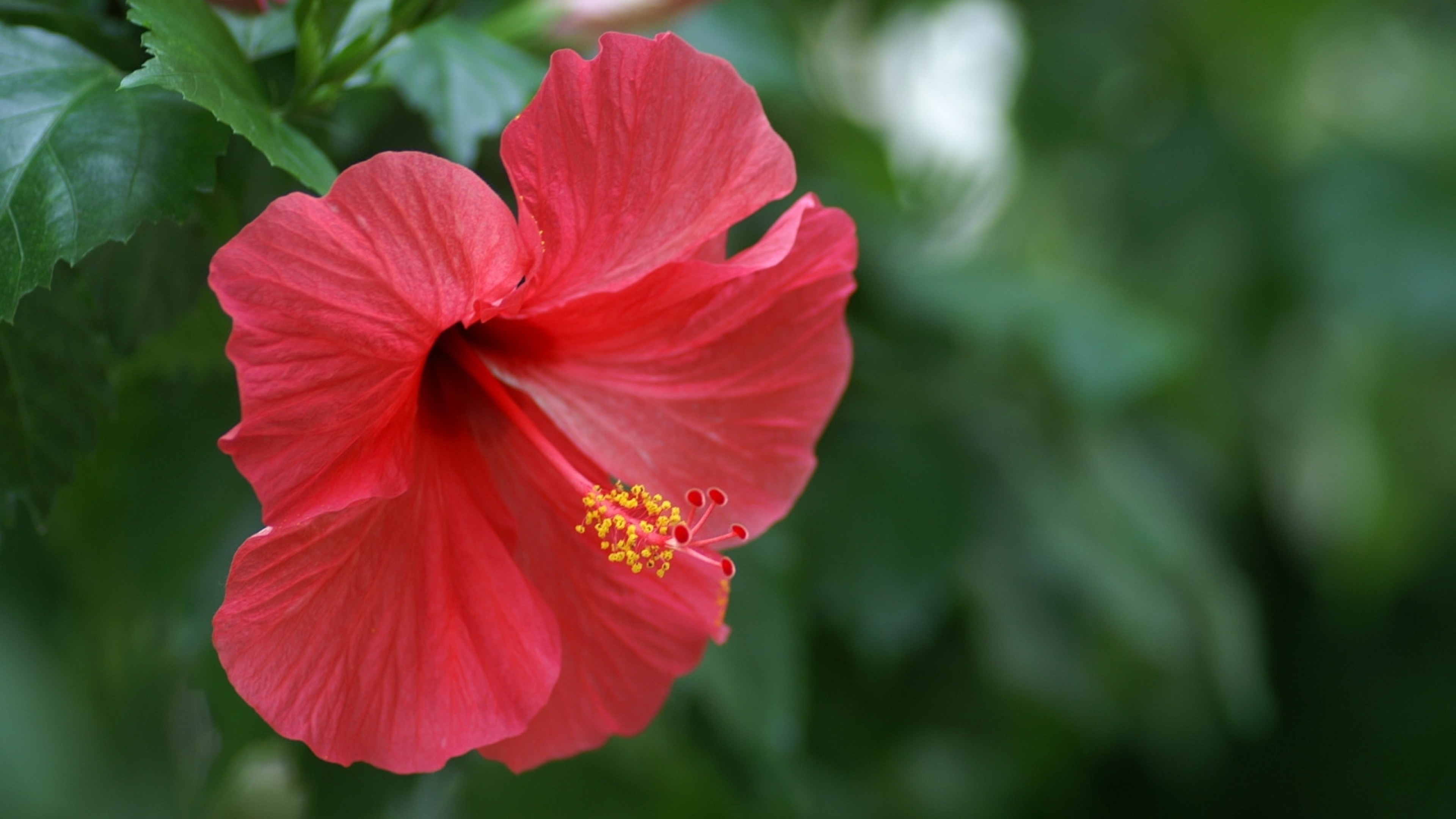 3840x2160 Preview wallpaper hibiscus, chinese rose, red 