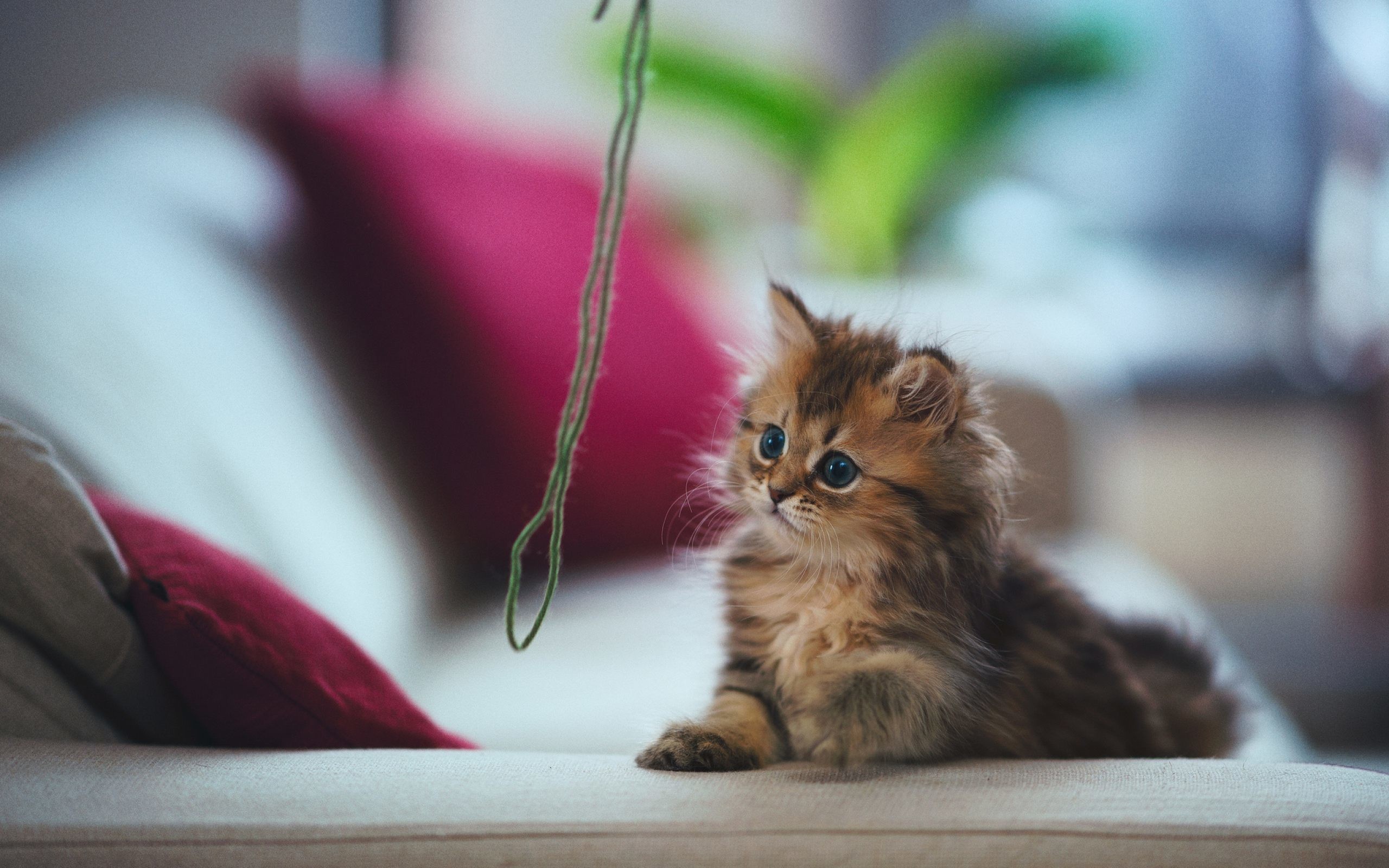 2560x1600 fluffy kitten wallpaper background 15934