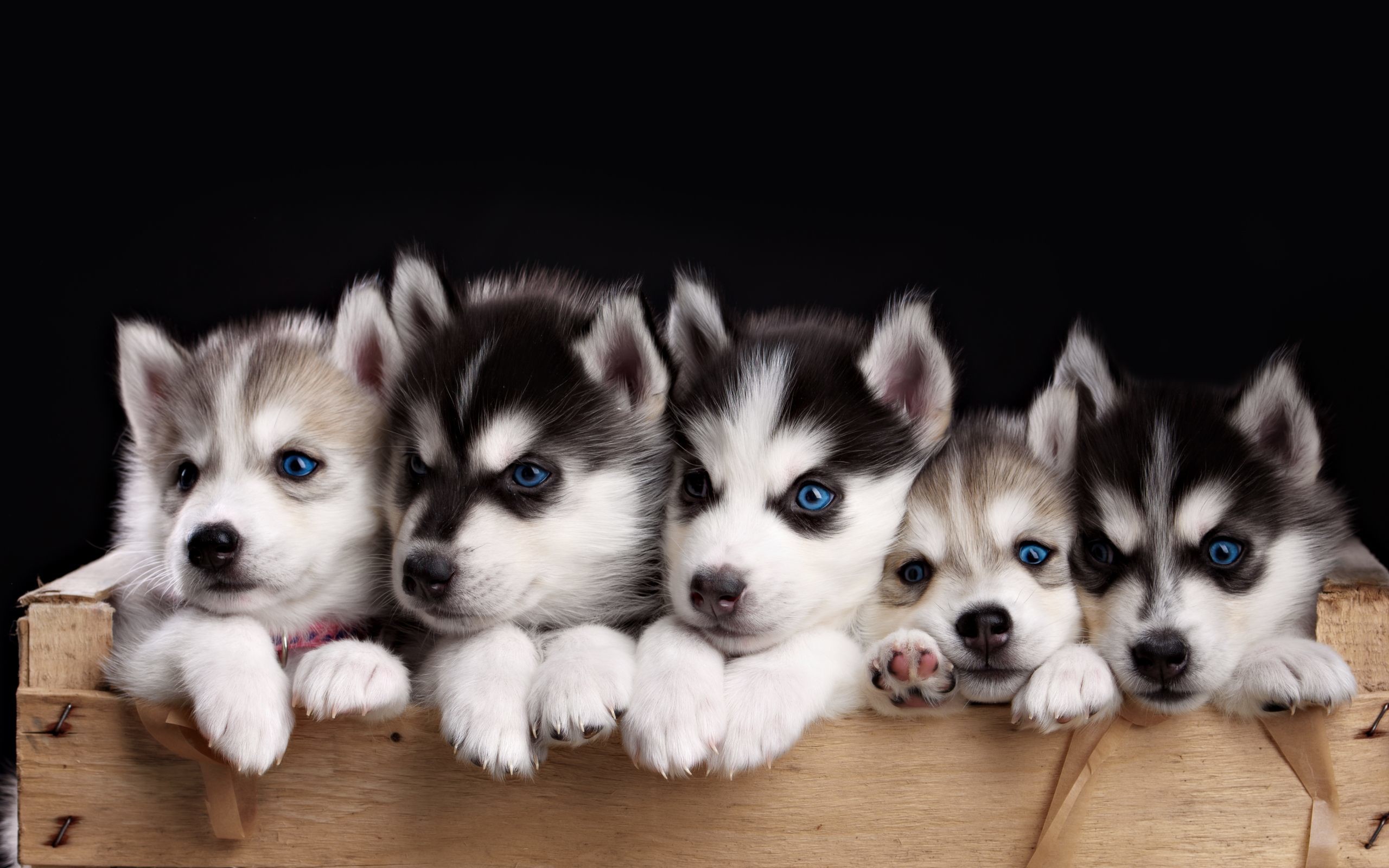 2560x1600 Husky Puppy Wallpapers Phone