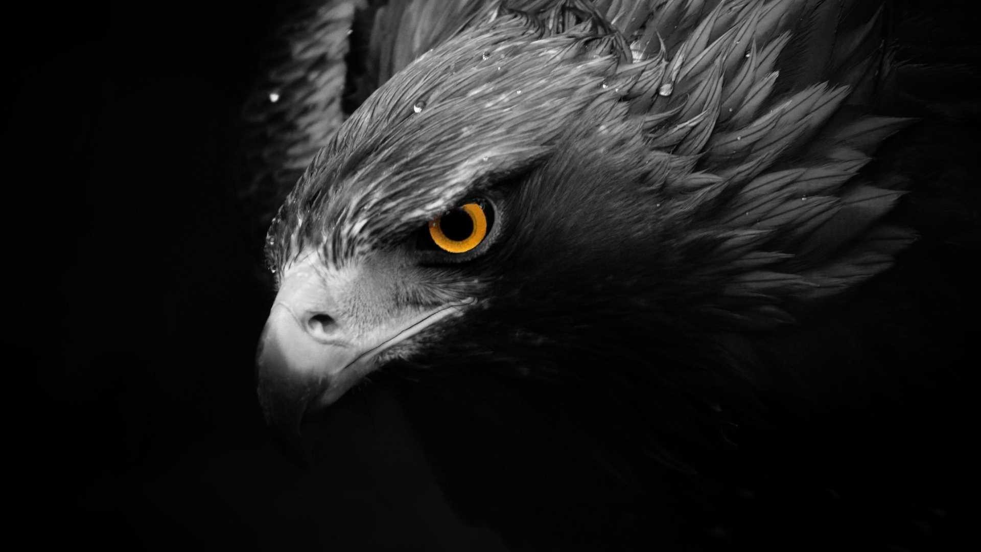 1920x1080 ... Wallpapers - Page 5 Black Eagle | Eagle, Bird and Animal ...
