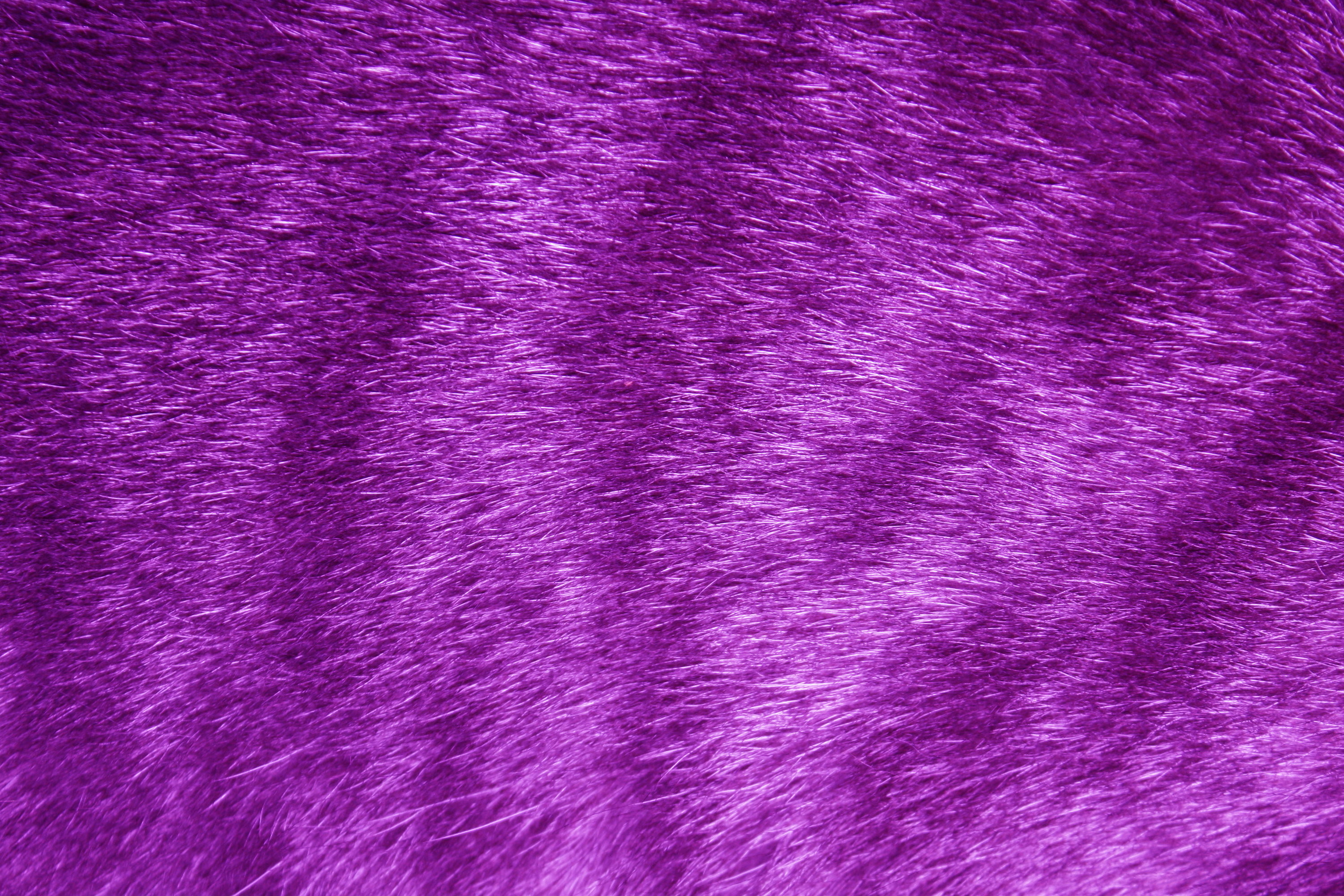 3000x2000 Purple Fur Wallpaper