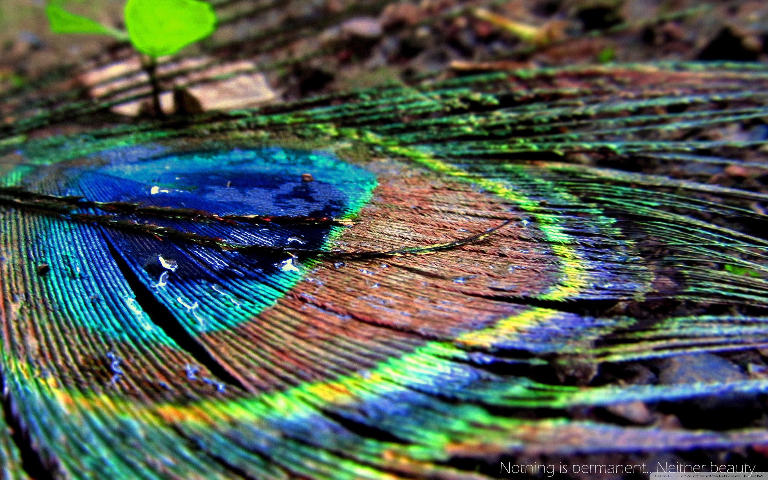 350+ Peacock Feather Pictures | Download Free Images on Unsplash