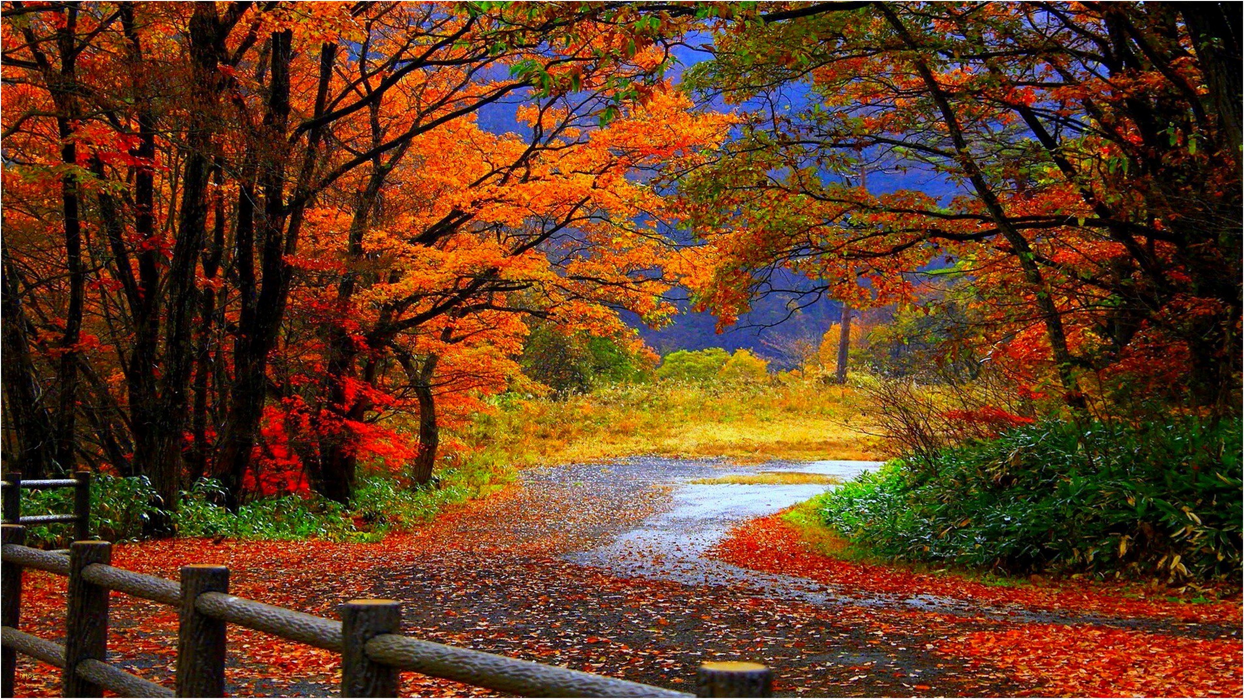 2560x1440 Fall Hd Wallpaper Beautiful Autumn Season Hd Wallpapers