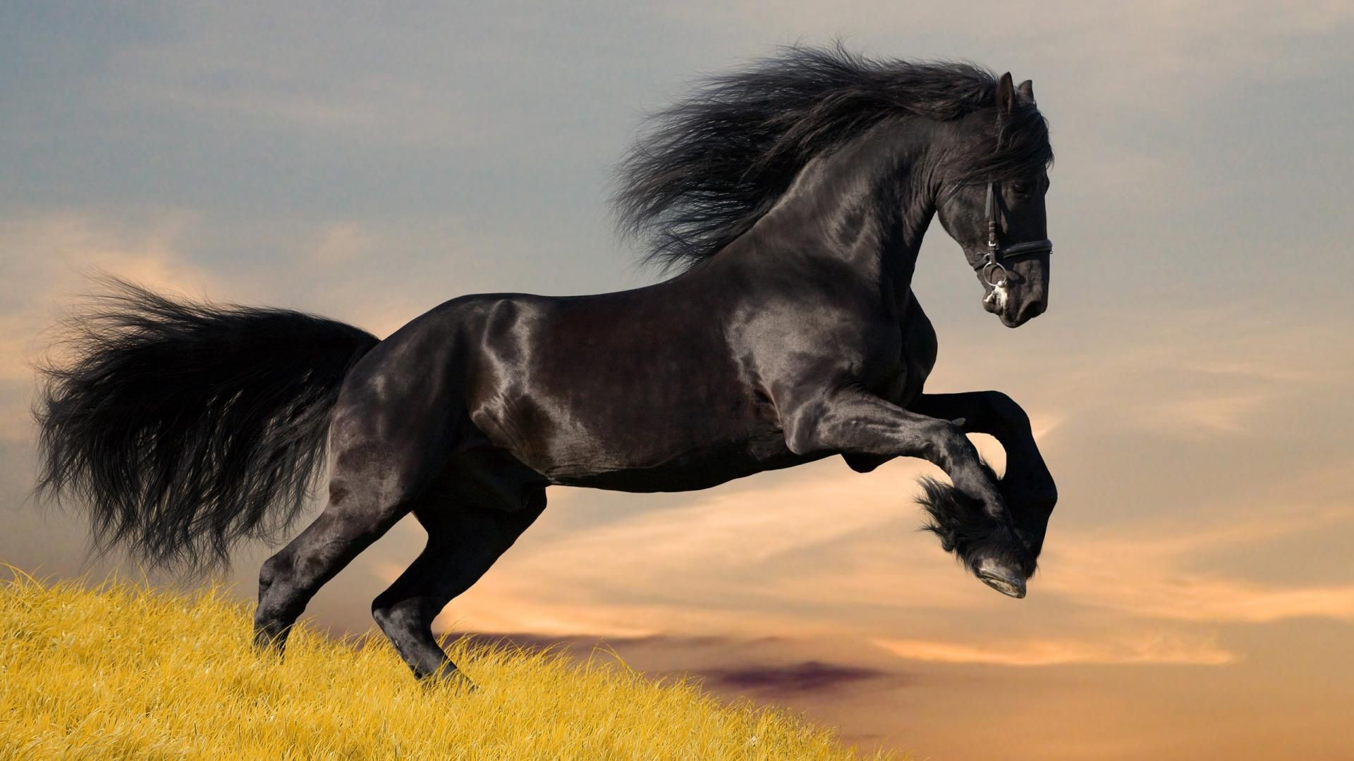 1920x1080 Black Horses, Black Horse Wallpapers for Desktop Black Horse Wallpaper for  Desktop Amazing Black Horse Black Horses Background Animal.