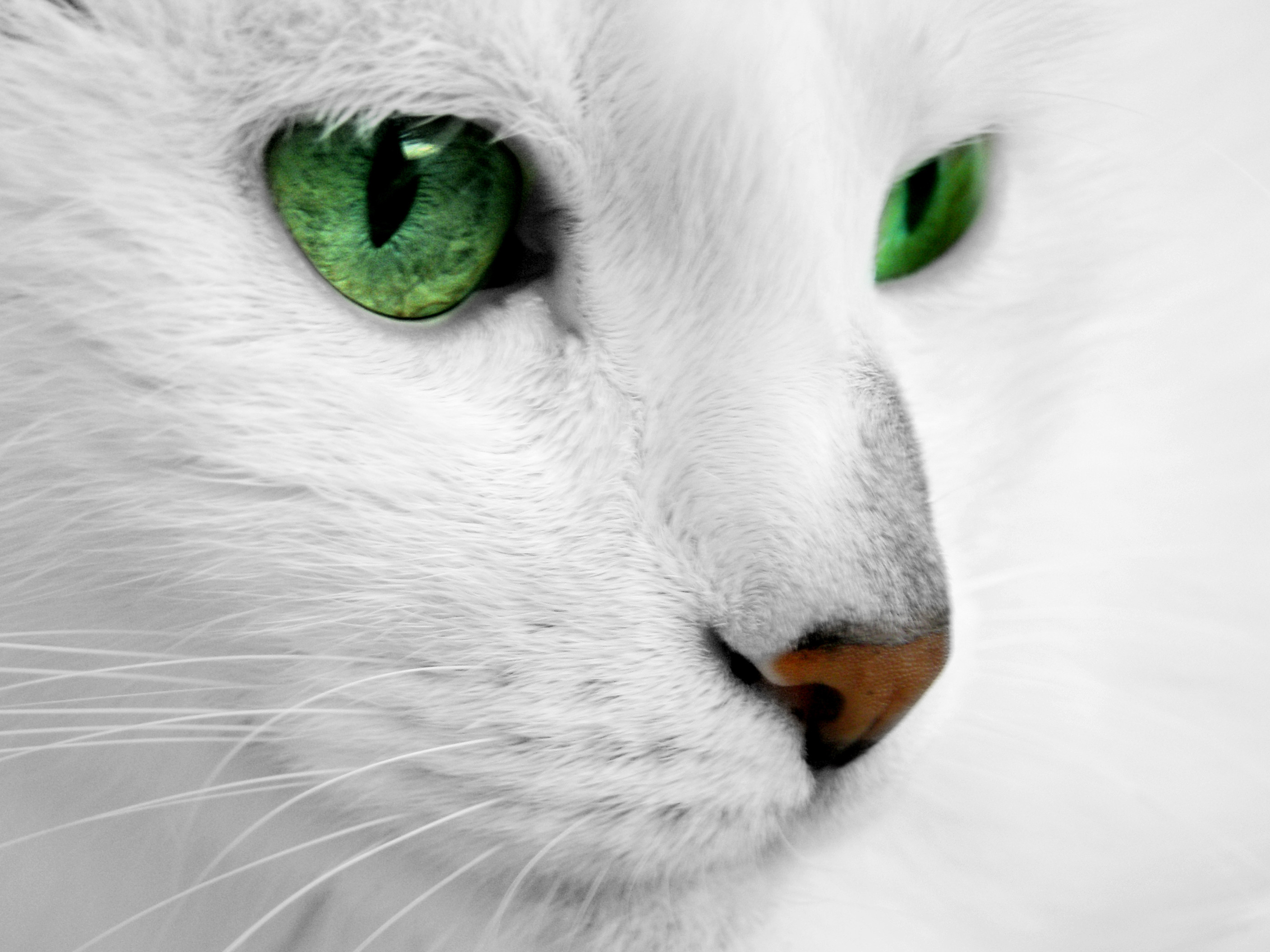 2816x2112 Search Results: White Cat Hd Cat White Wallpaper. If you want advice on how  to make some fun and interesting designs, then we'll show you ways to use  ...