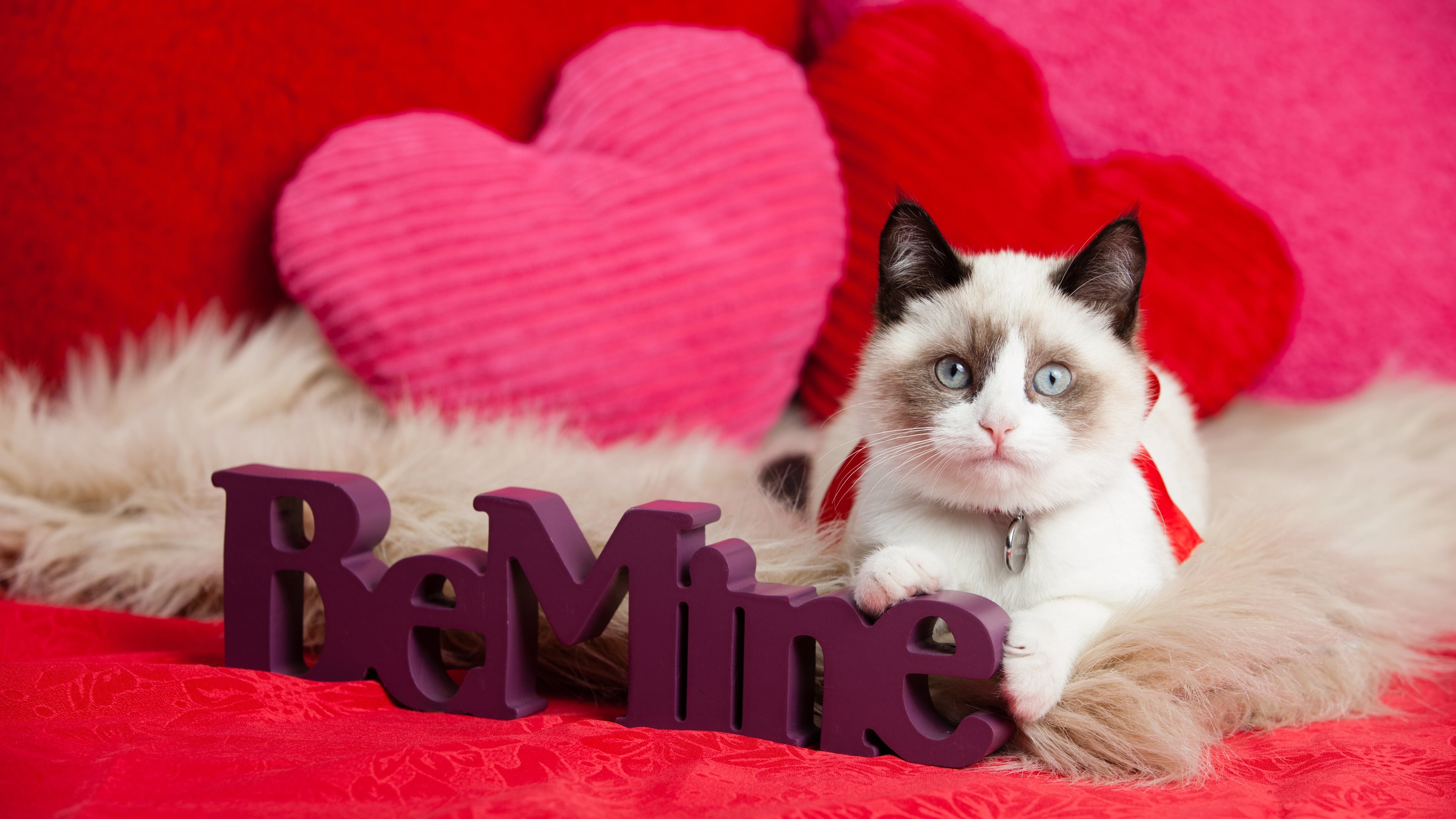 3840x2160 4K HD Wallpaper: "Be Mine" - Valentine's Day Ragdoll Kitten
