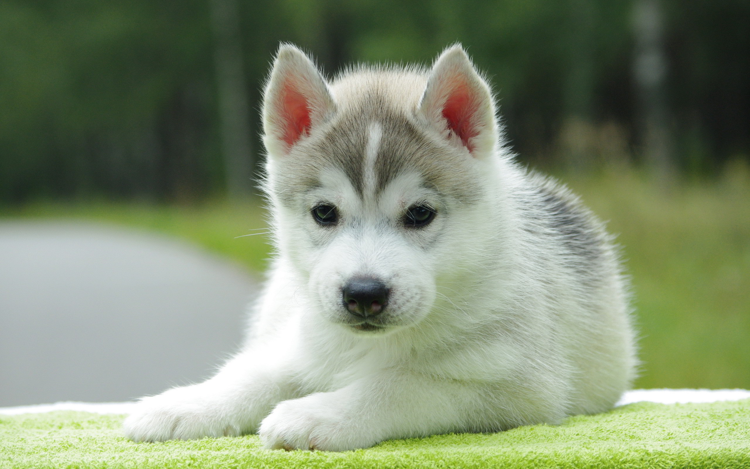 2560x1600 Cute Dogs And Puppies Husky