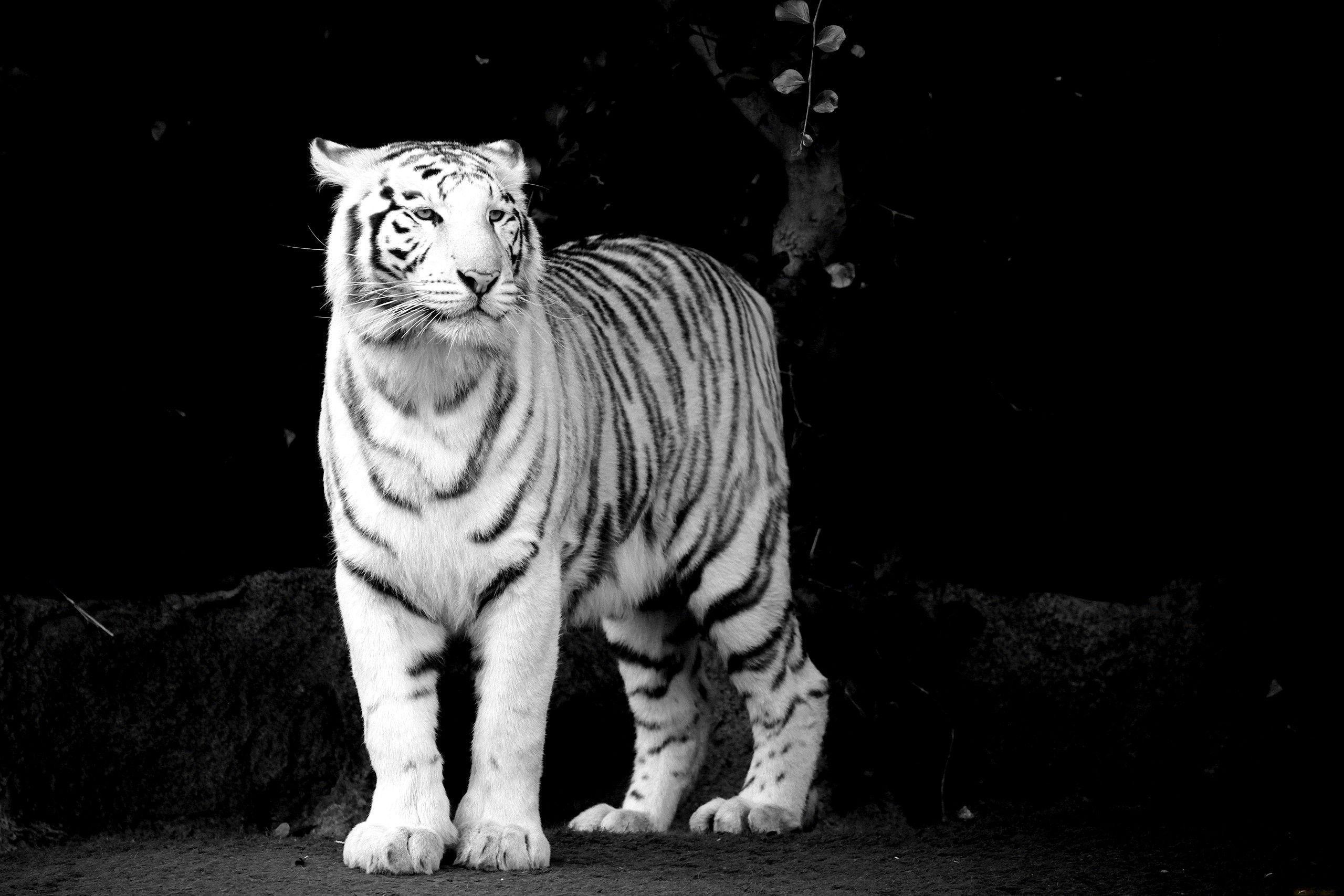 2560x1707 White Tiger Black Background Â· Tiger Wallpapers | Best Desktop .