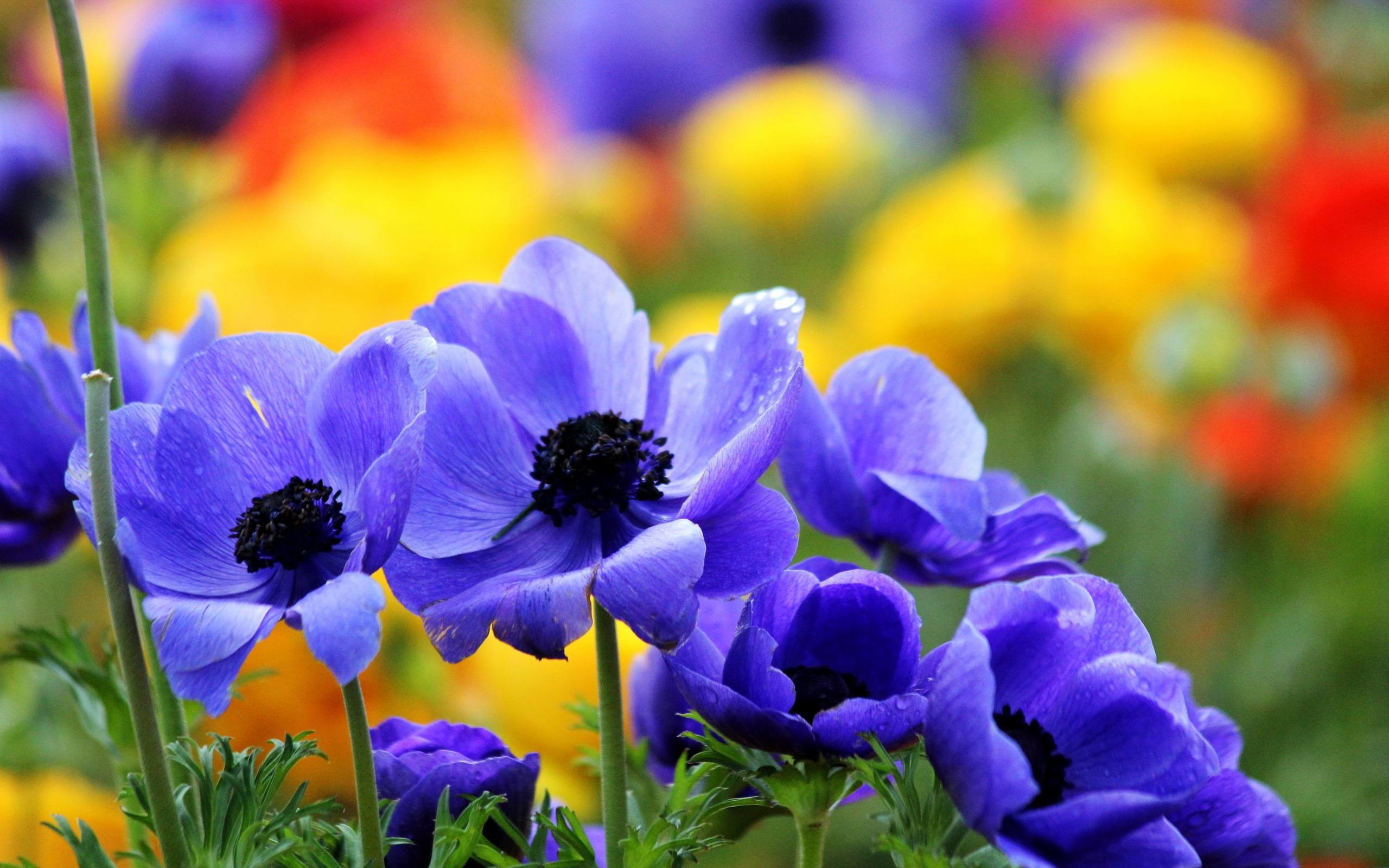 2560x1600 Download Pretty Flowers Background 9127  px High .