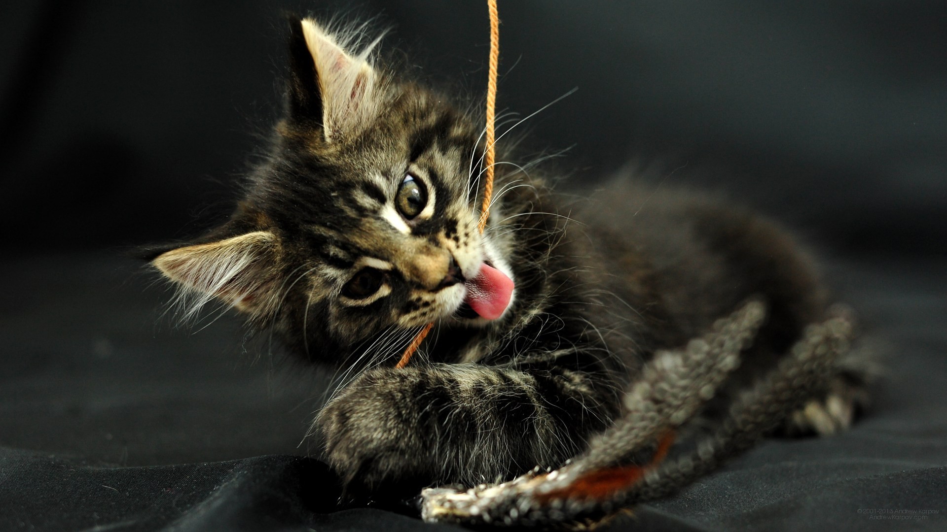 1920x1080 Pictures lolcat Funny Cat desktop wallpaper picture 1920 x 1080 Odin, Maine  Coon kitten