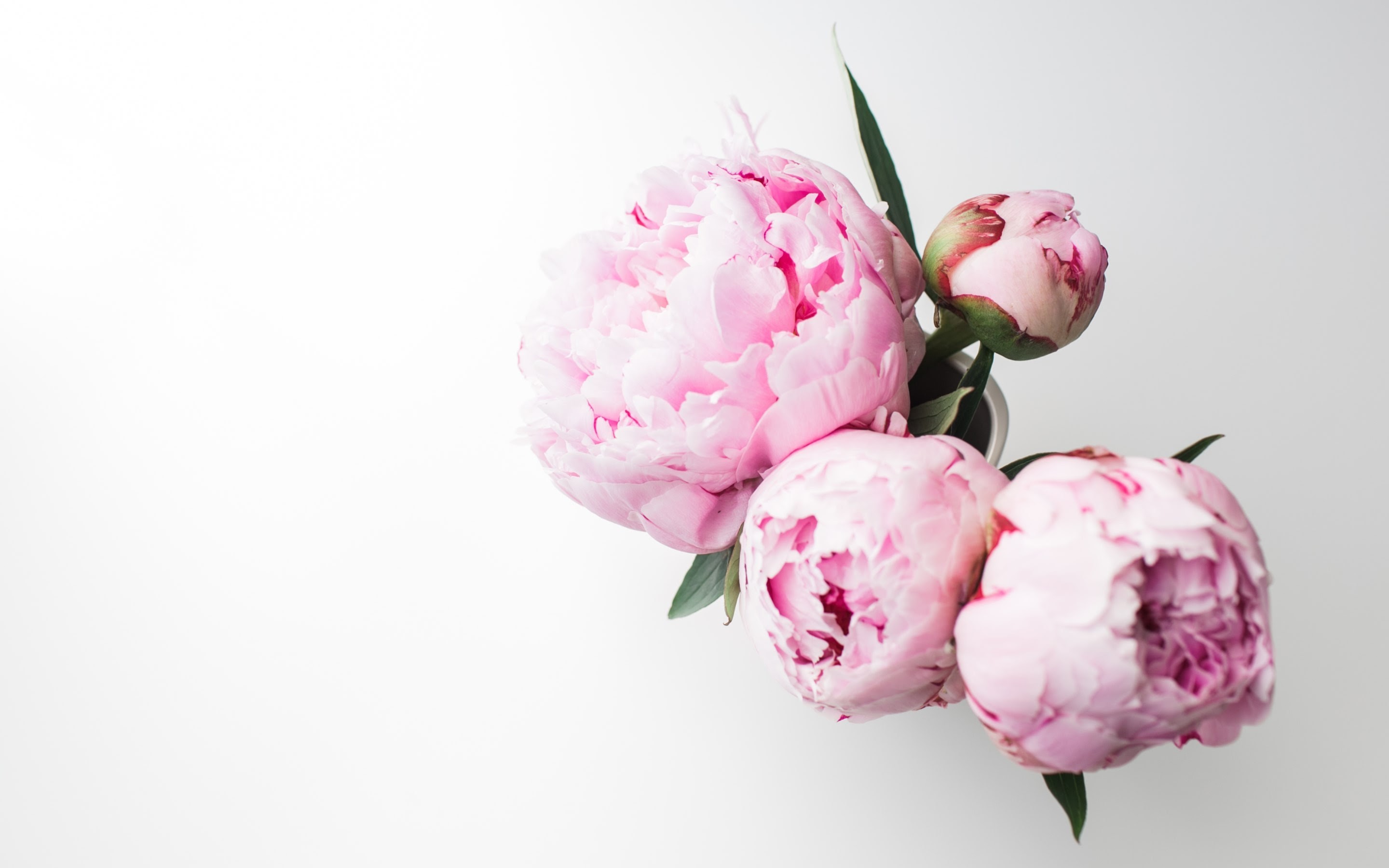 2880x1800 4K HD Wallpaper: Bouquet of Peonies Â· By Andreea with a Canon EOS 5D Mark II
