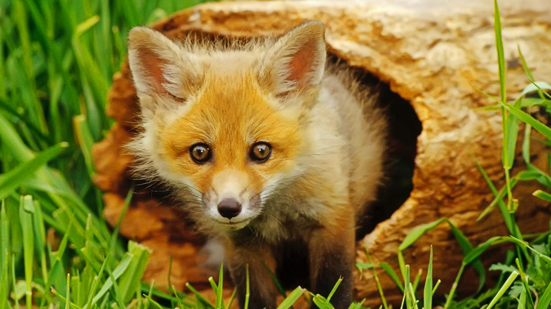 1920x1080 Fox hunting vote in 48 hours