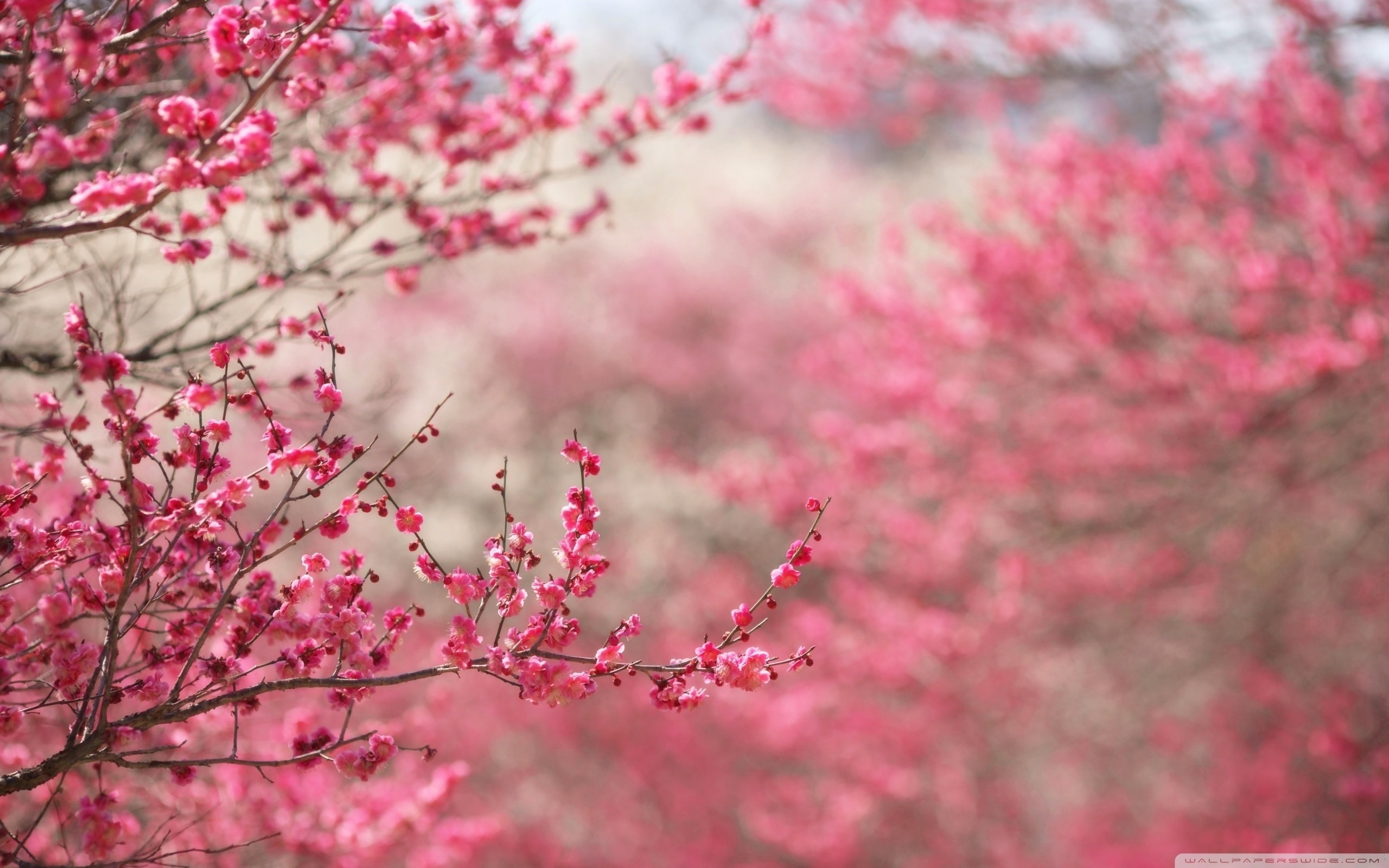 2560x1600 10 Most Popular Cherry Blossom Wallpapers Hd FULL HD 1080p For PC Desktop