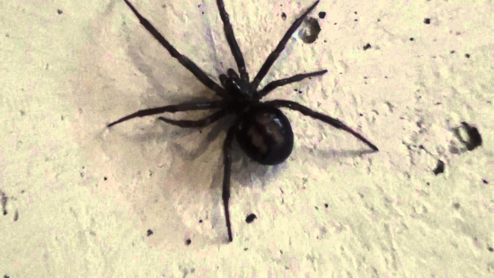 1920x1080 Black Widow or False widow spider on my wall