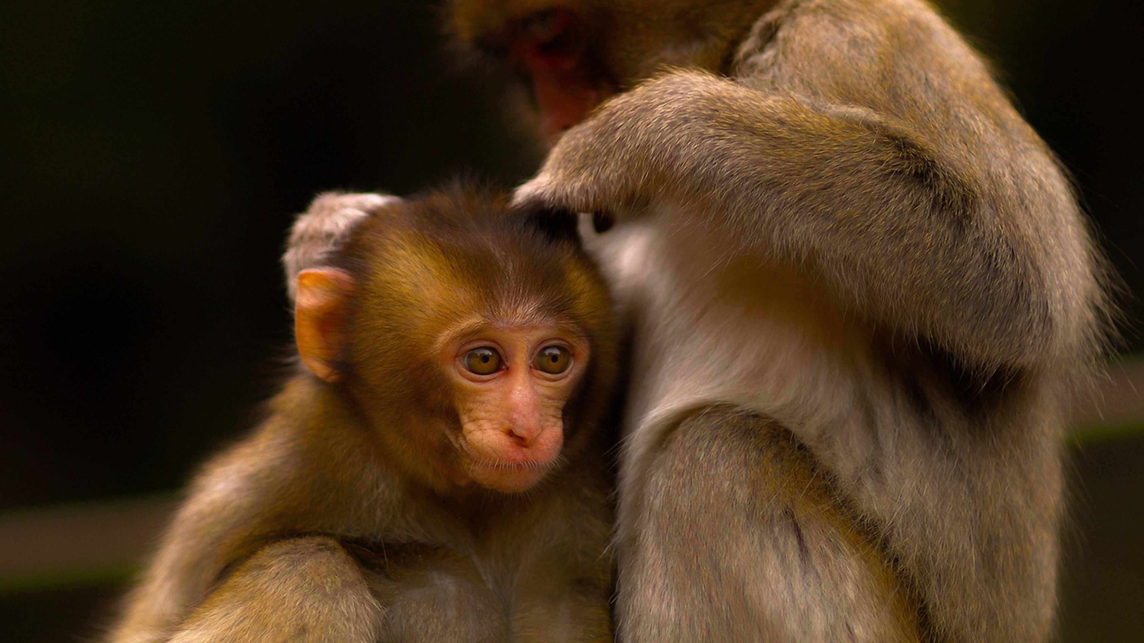 3840x2160  Wallpaper monkey, couple, care, baby