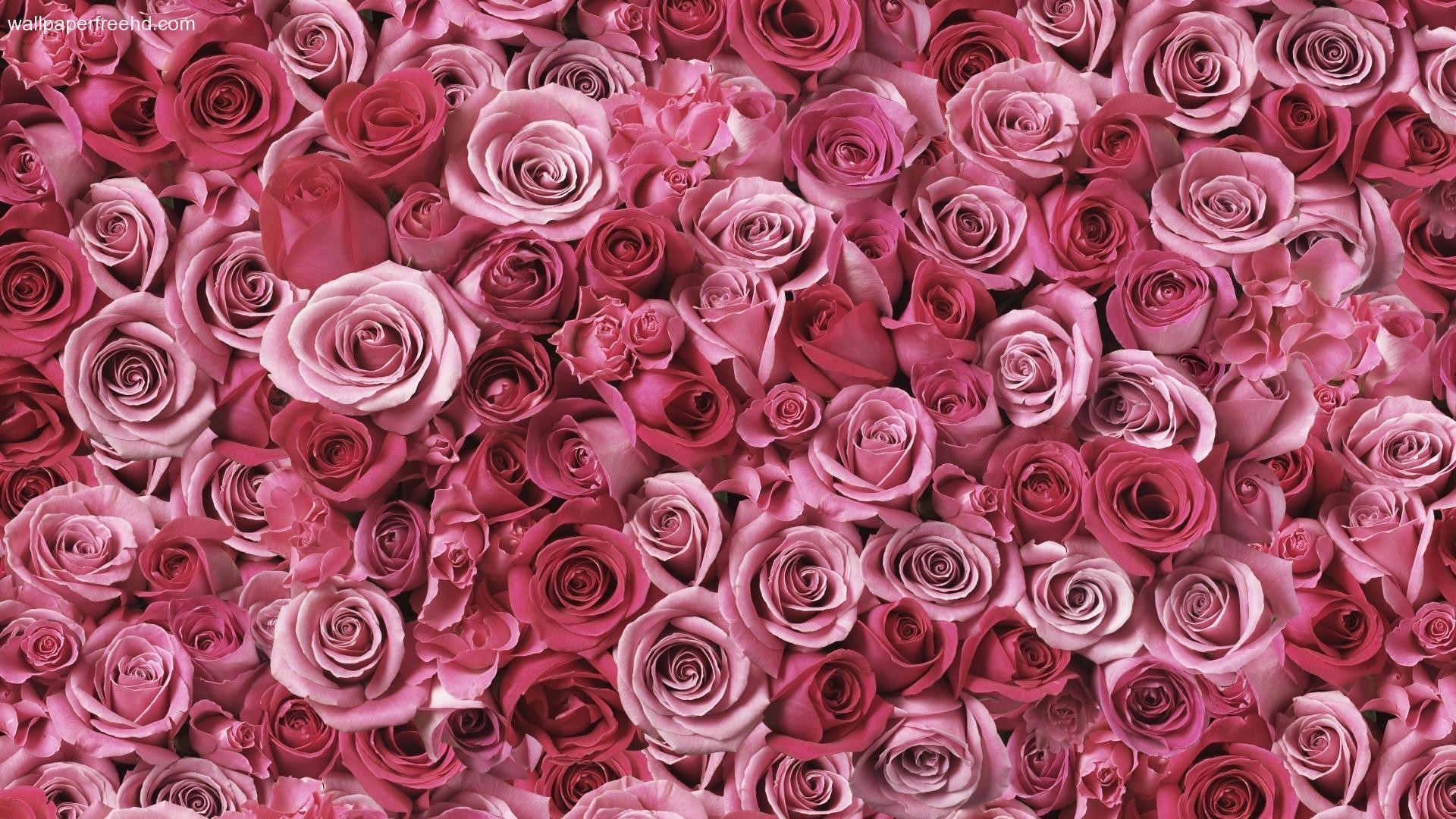 1920x1080 Pink Rose HD Wallpapers - HD Wallpapers Inn