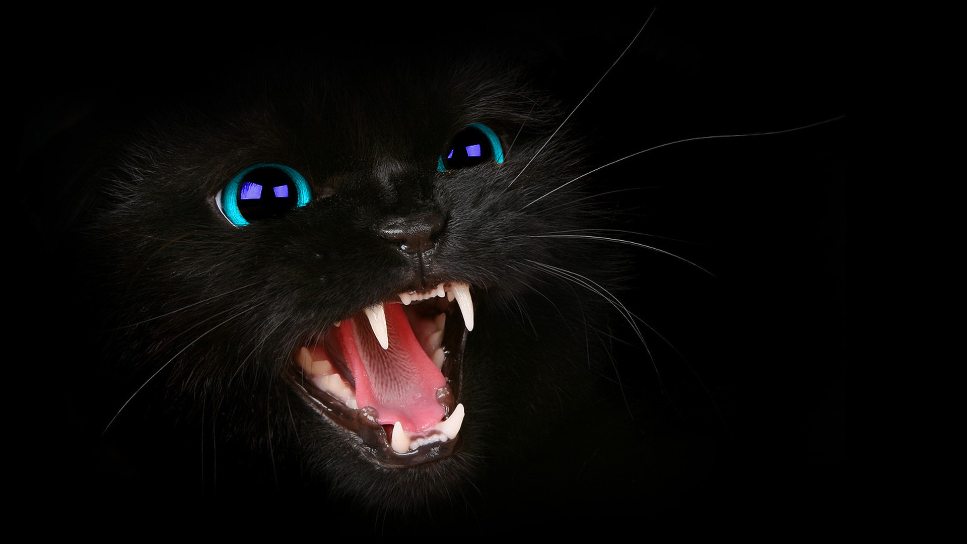 1920x1080 ... HarriePatemanDesigns HD Black Cat BLue Eyes WallPaper! by  HarriePatemanDesigns