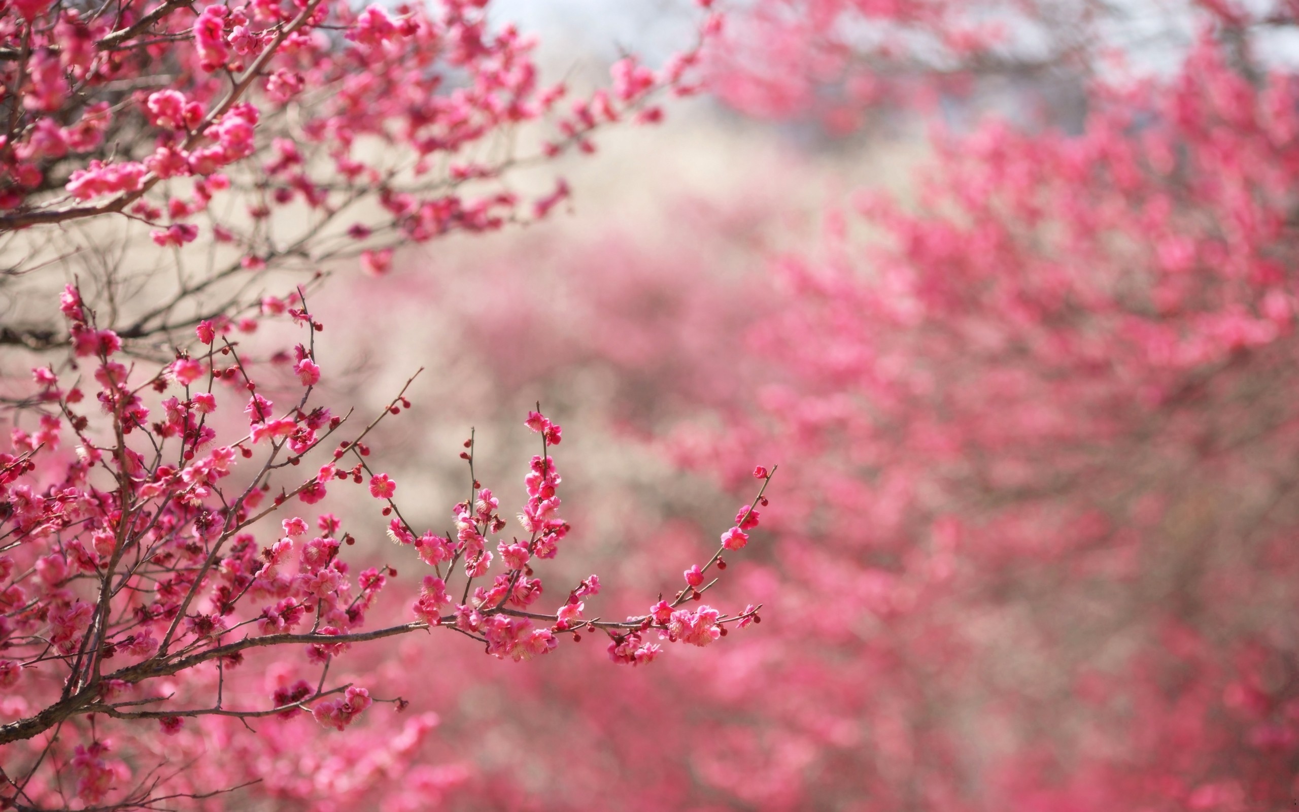 2560x1600 Pink Cherry Blossom Tree Wallpaper