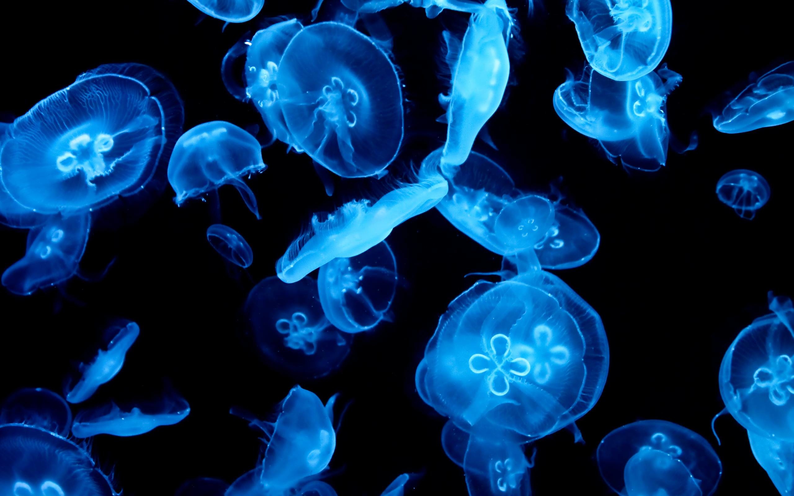 2560x1600 Jellyfish Wallpaper HD #ont