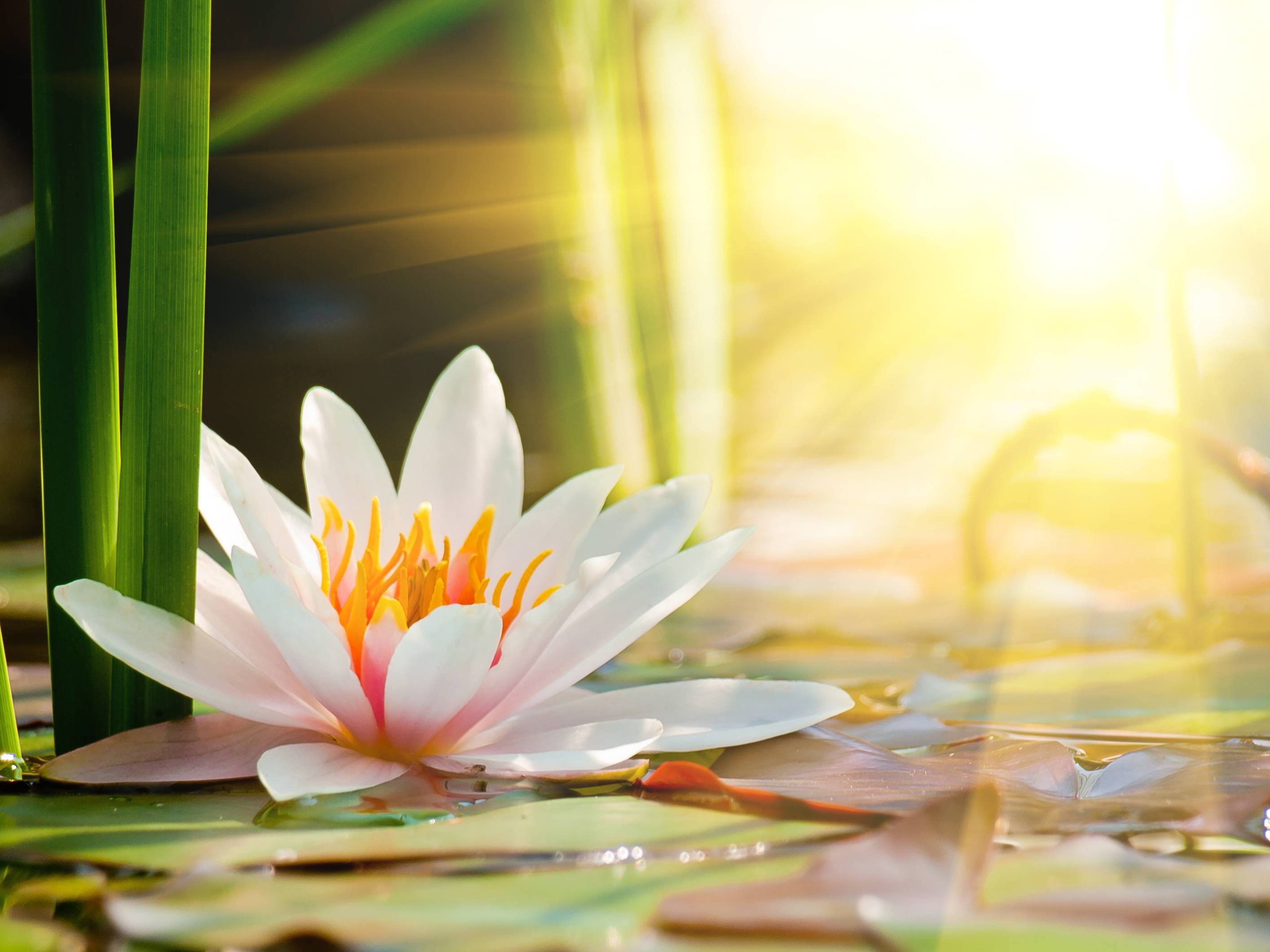 2829x2121 Beautiful Water Lily In The Light Desktop Background Wallpapers