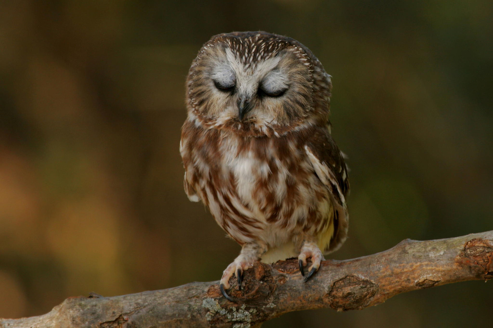 2000x1333 Cute Baby Owl