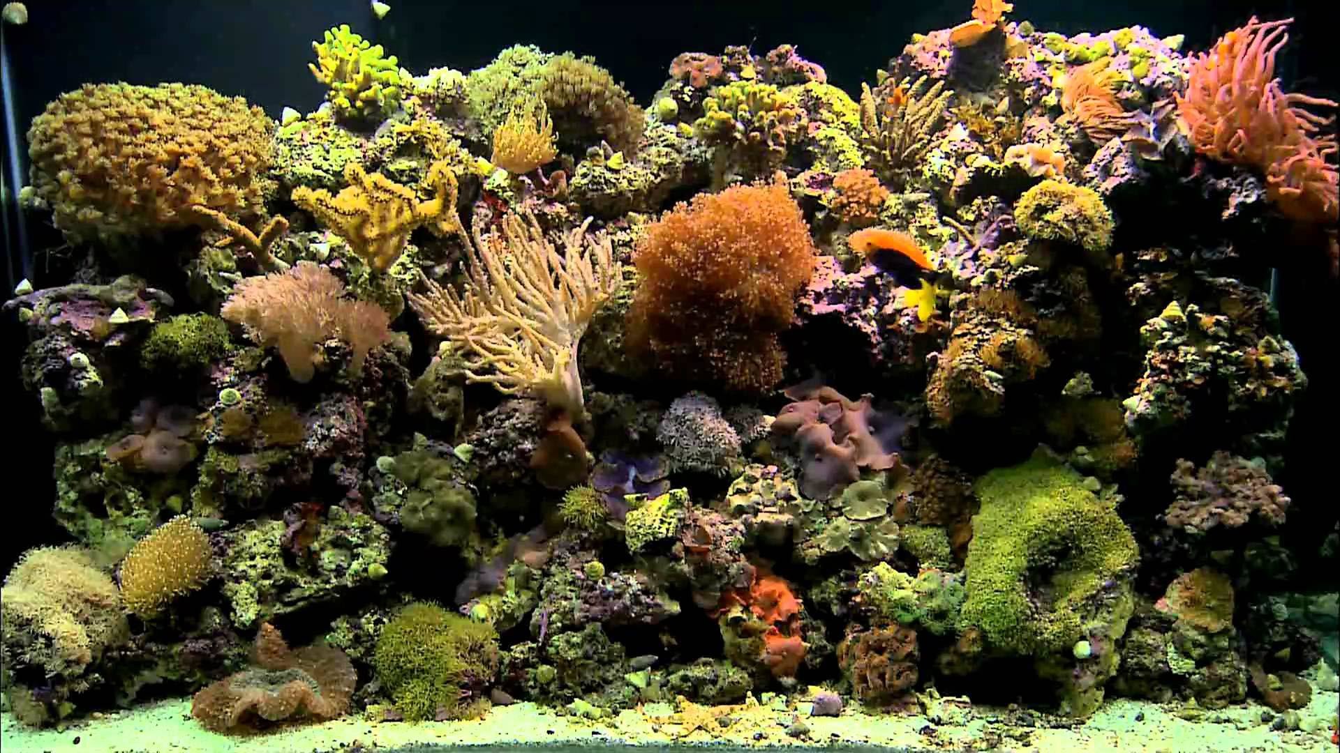1920x1080 Coral Reef Aquarium Background
