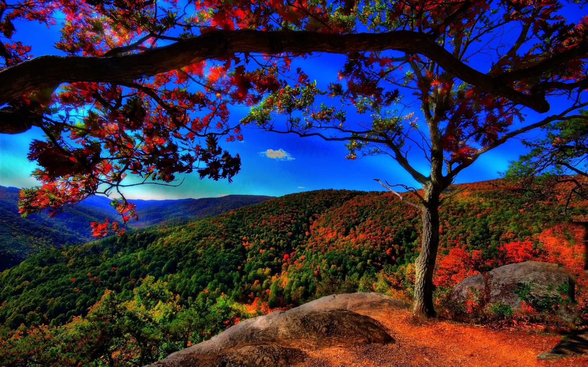 1920x1200 wallpaper.wiki-Autumn-Forest-Background-Download-Free-PIC-