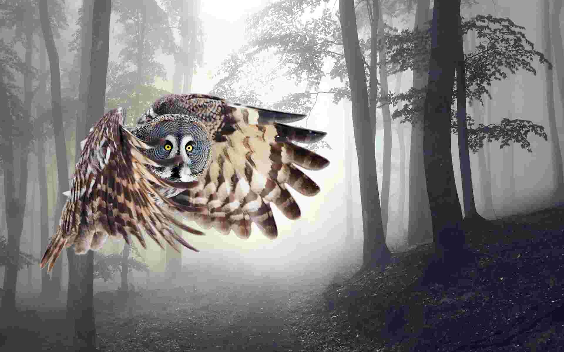 1920x1200 Owl flying in the forest