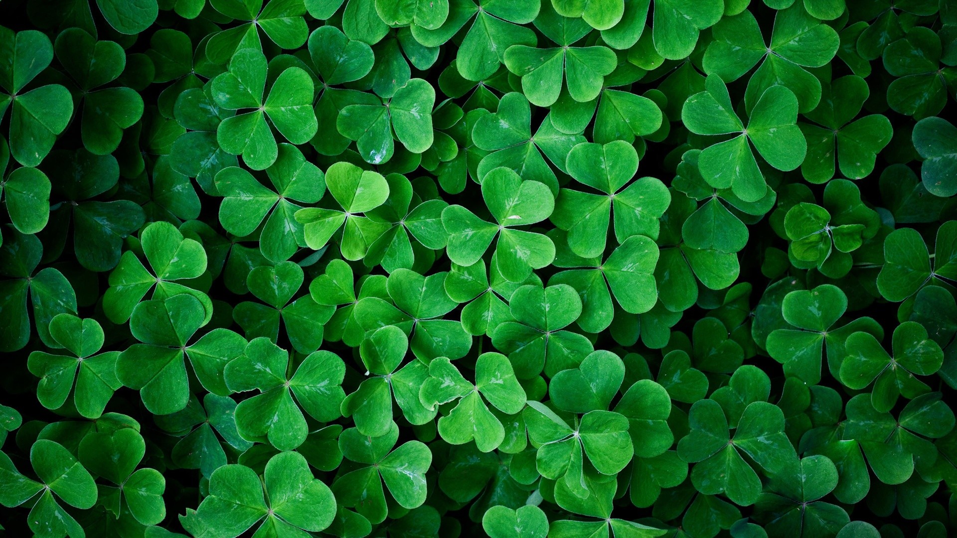 Best 10 Iphone Wallpapers for St Patricks Day 2023  Do It Before Me