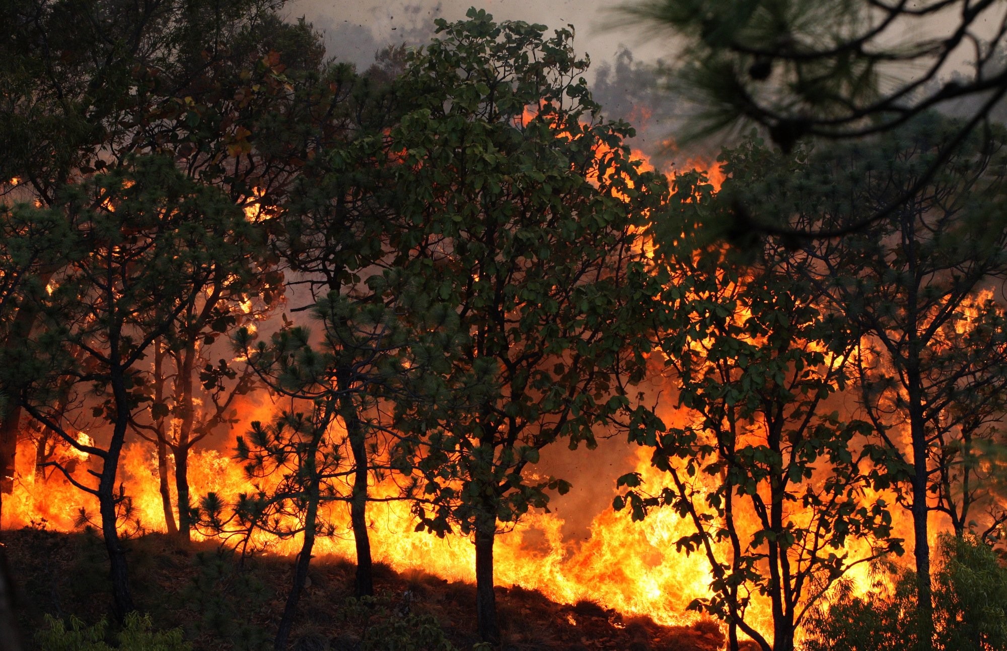 2000x1292 Forest fire flames tree disaster smoke wallpaper |  | 424830 |  WallpaperUP